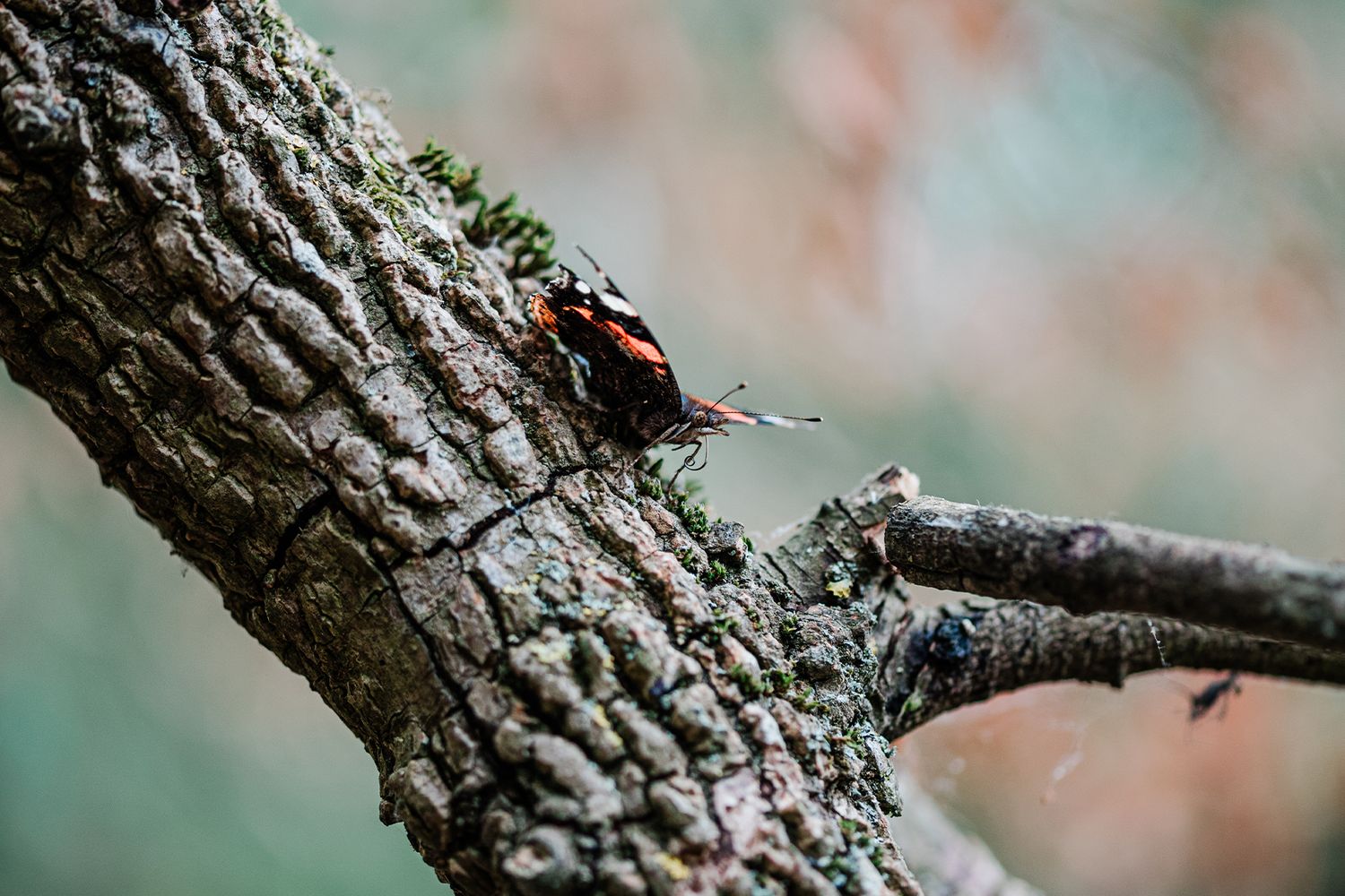 A Red Admiral butterfly resting on a textured elm tree bark branch in a natural woodland setting, feeding on sap.