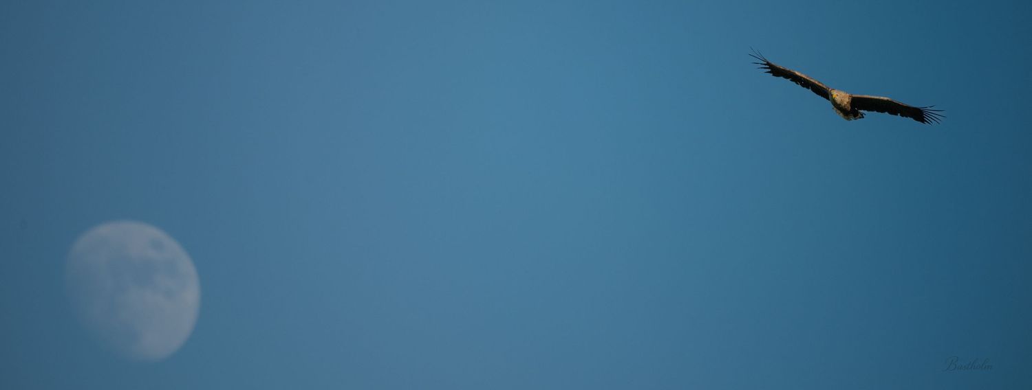 A large bird of prey soars through a clear blue sky beside a half moon.