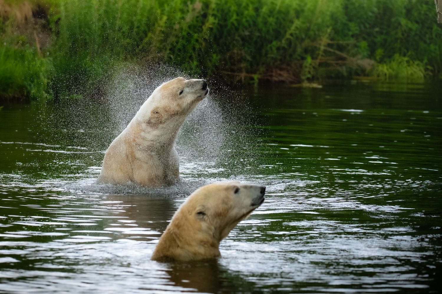 Two polar bears splashing and playing in a calm green river surrounded by lush vegetation.