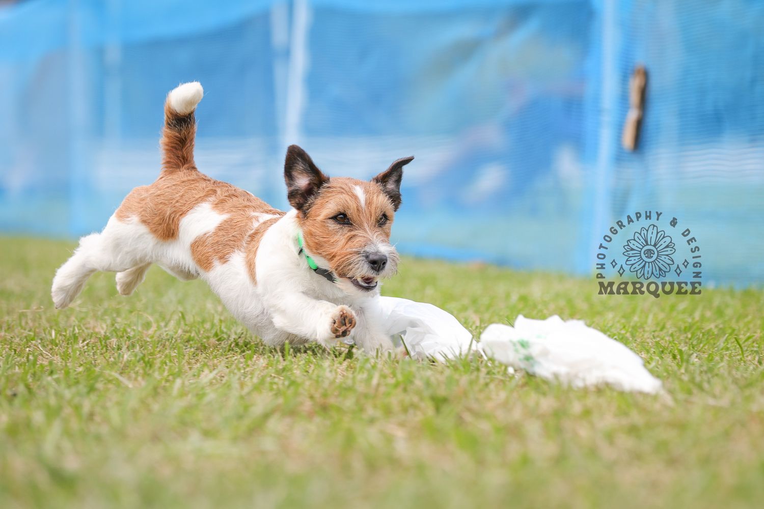 A Jack Russell Terrier playfully chases a white toy on a green grass field during an outdoor dog agility event.