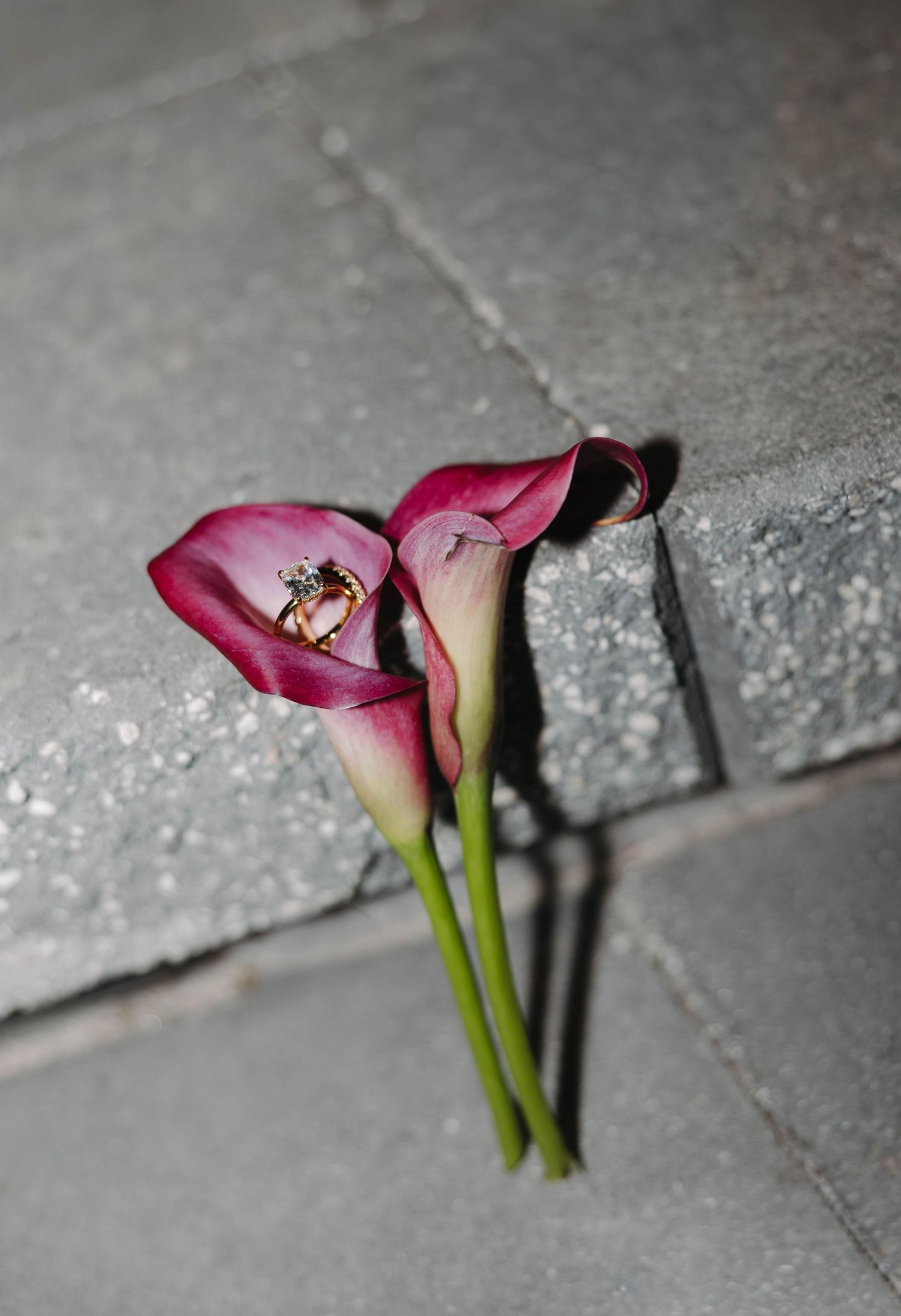 Two purple calla lilies with gold wedding rings resting in their blooms on gray stone pavement.