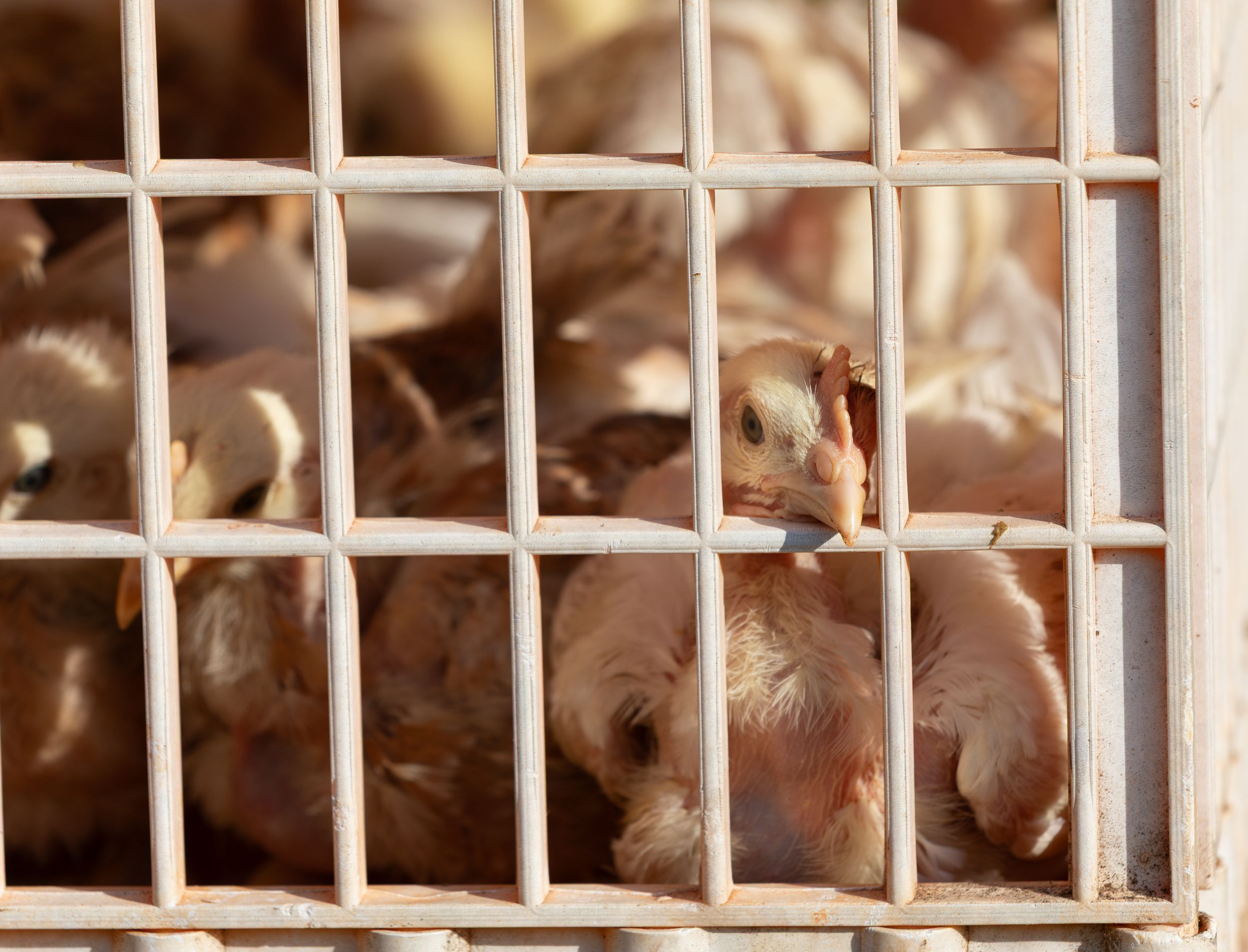 Baby chicks crowded together in a white wire cage at a poultry farm.