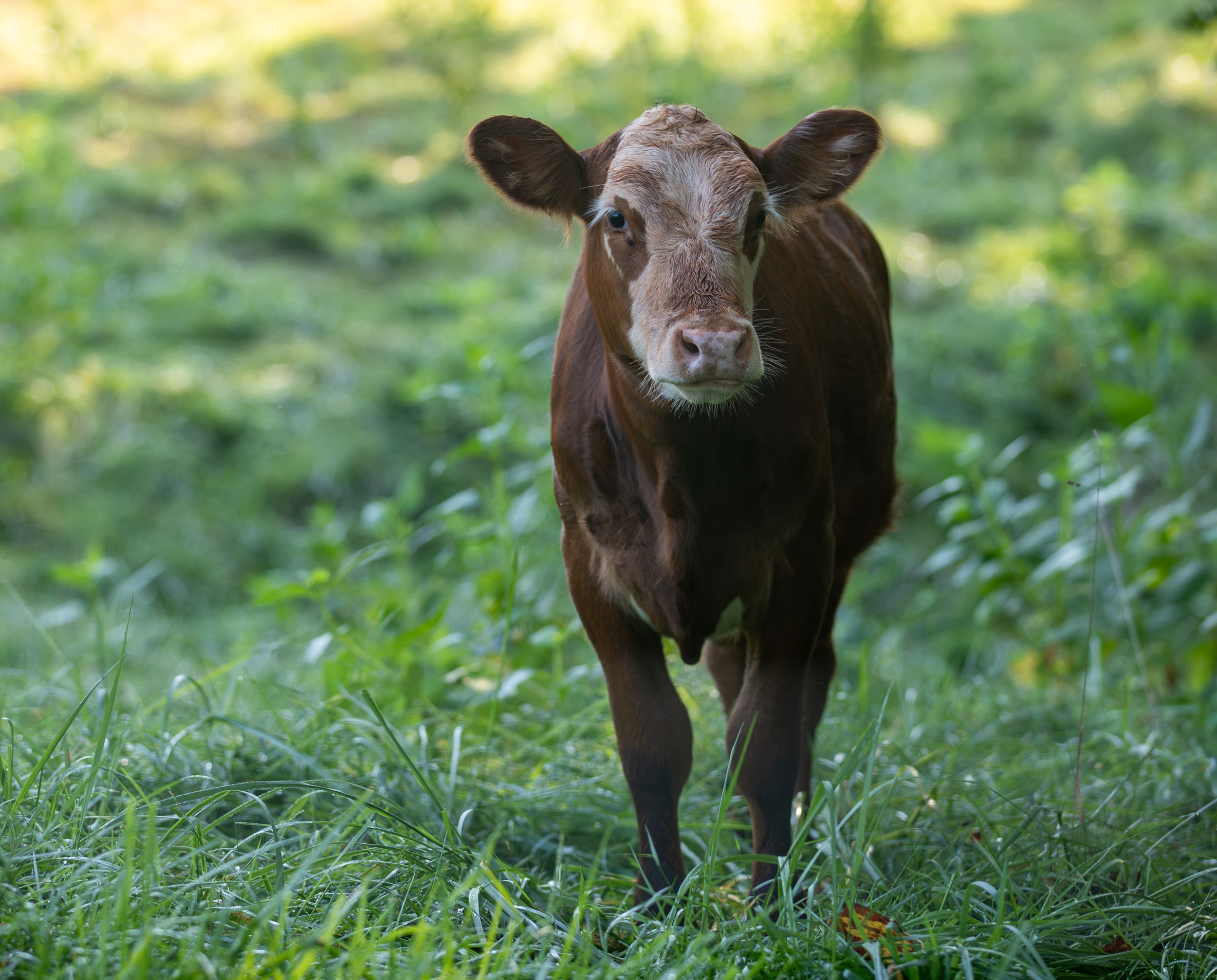 A young brown calf stands in lush green grass, looking directly at the camera.