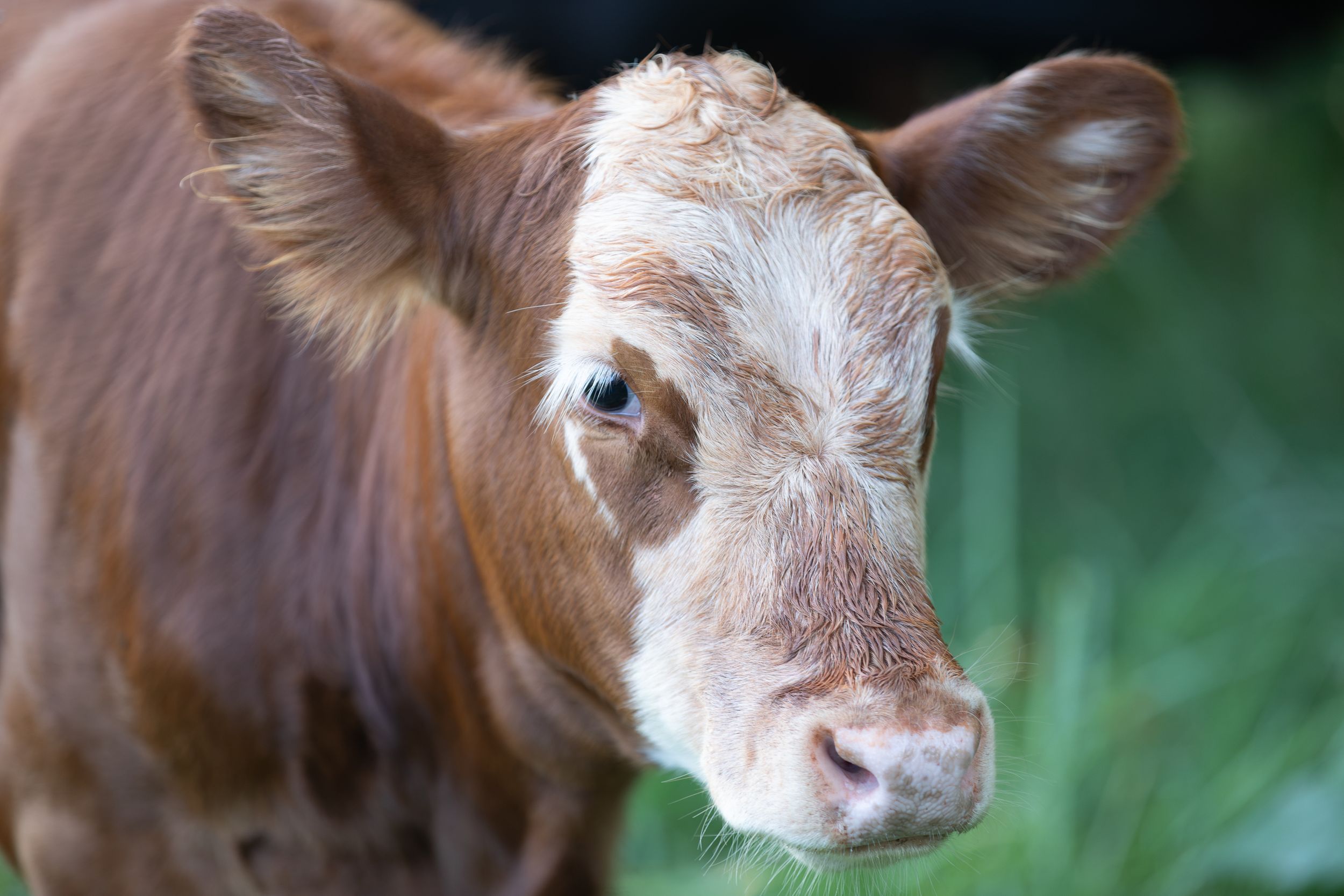 Close-up portrait of a young brown and white calf with big eyes standing in a green field.