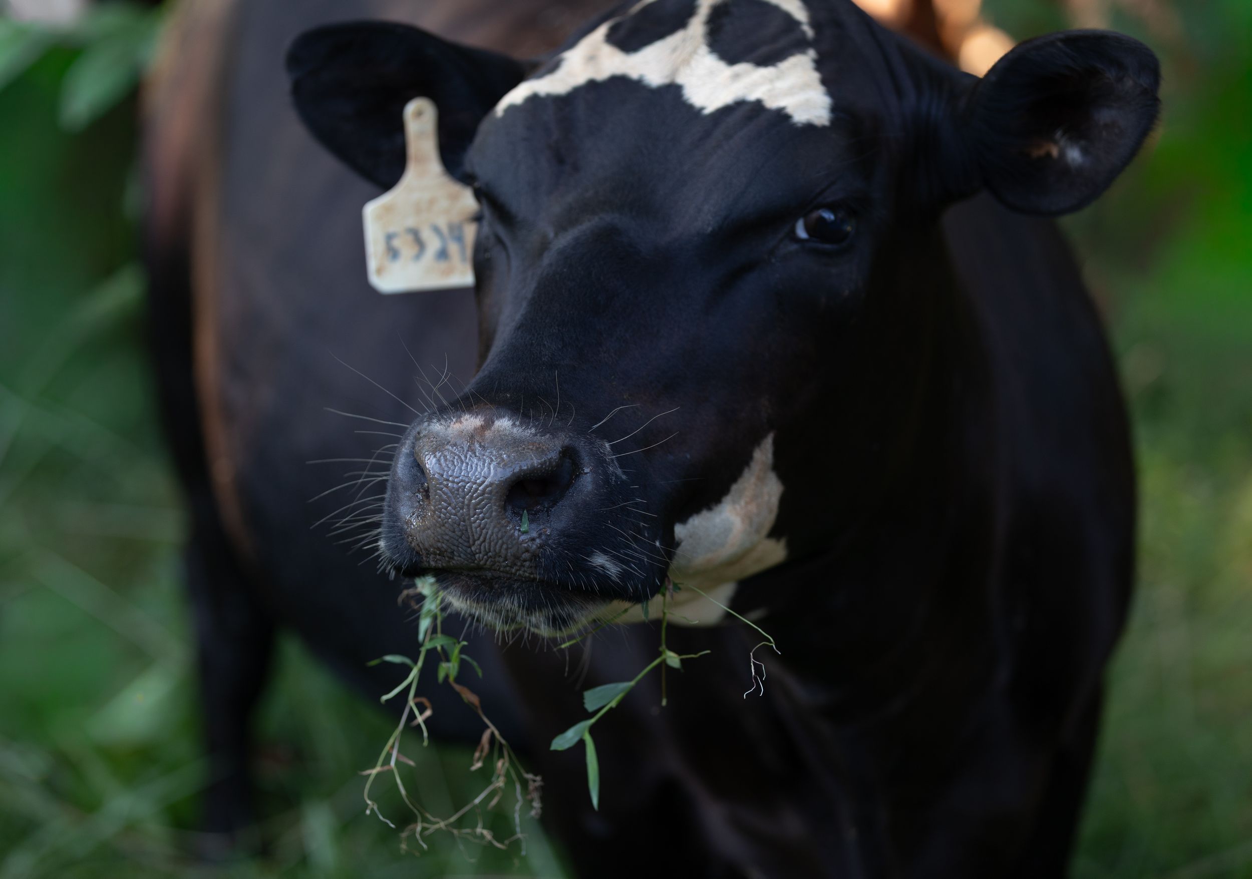 Black and white cow with yellow ear tag chewing fresh green grass and plants outdoors.