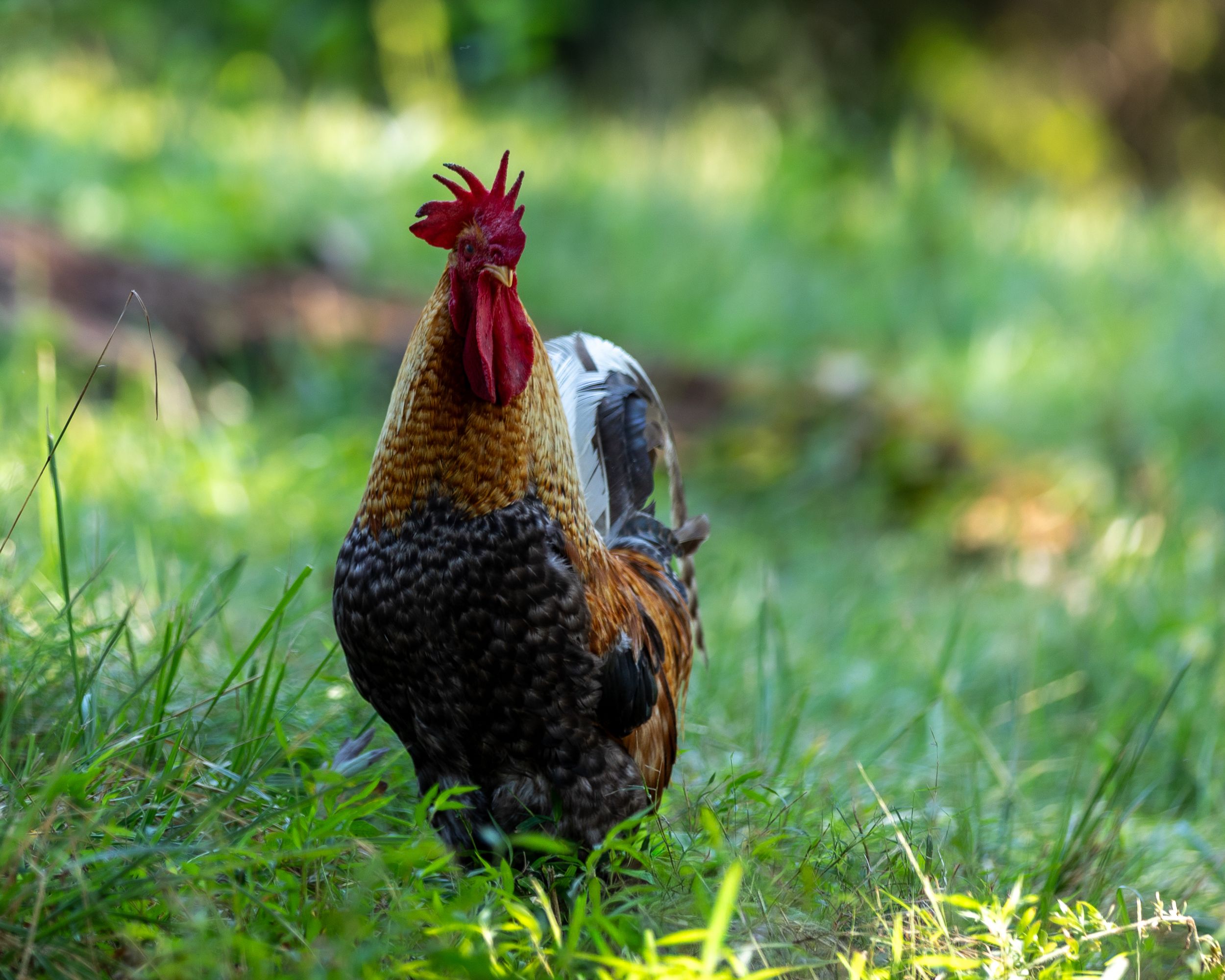 A colorful rooster with a red comb stands in lush green grass in an outdoor setting.