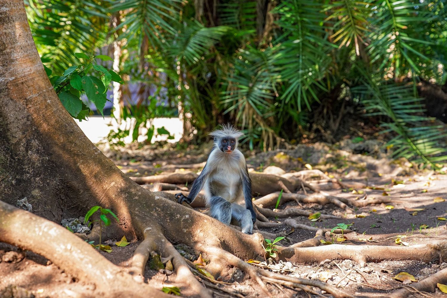 Zanzibar Red Colobus Monkey