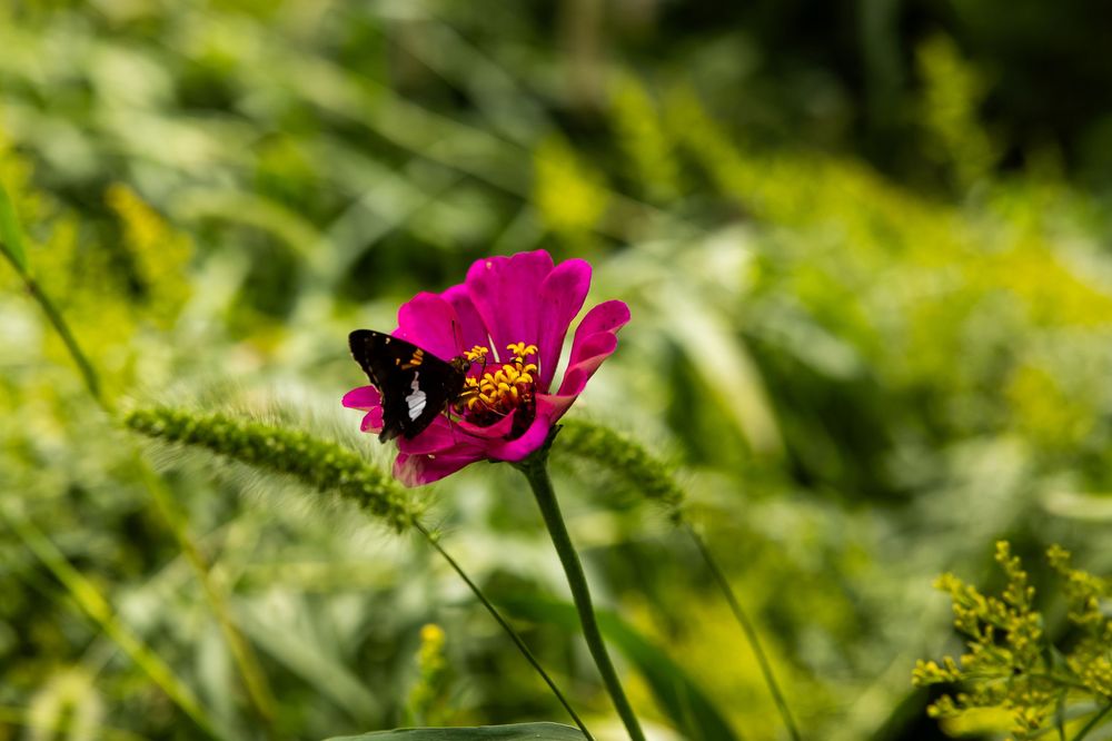 A black butterfly perched on a vibrant pink cosmos flower with yellow center, surrounded by lush green foliage.