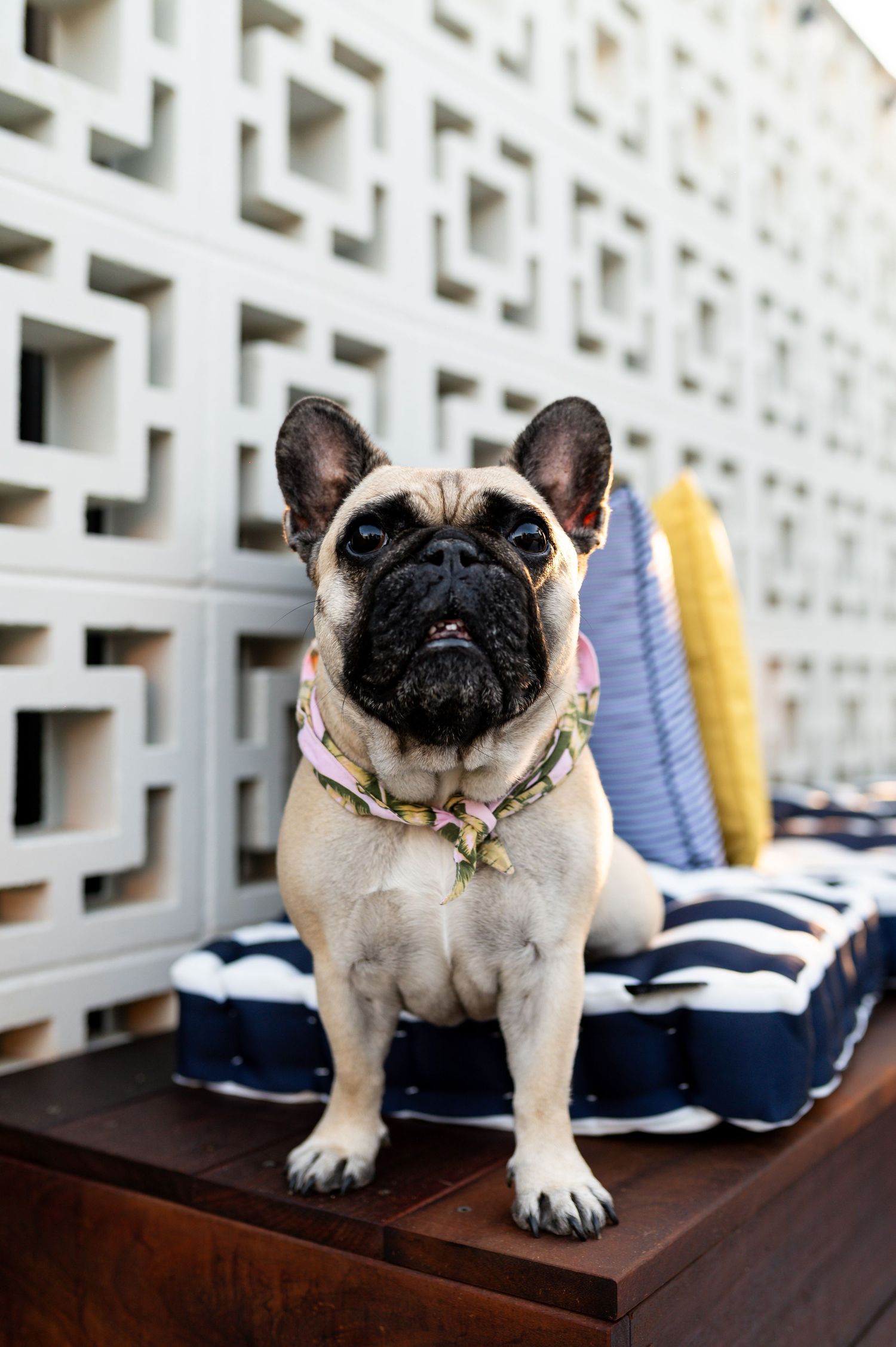 A French Bulldog wearing a floral collar sits on a wooden bench with striped cushions against a white lattice wall.