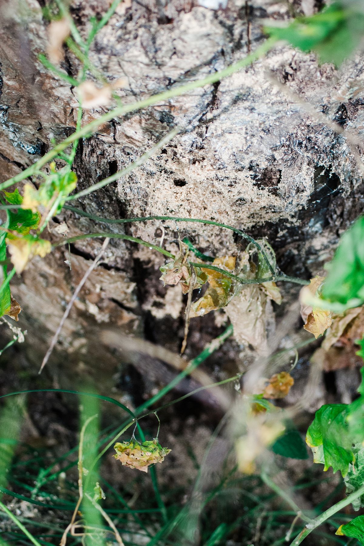 Close-up of a weathered tree stump with holes, surrounded by green foliage and grass in a natural outdoor setting.