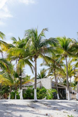 Tropical beach resort with white sand and tall swaying palm trees under a clear blue sky.