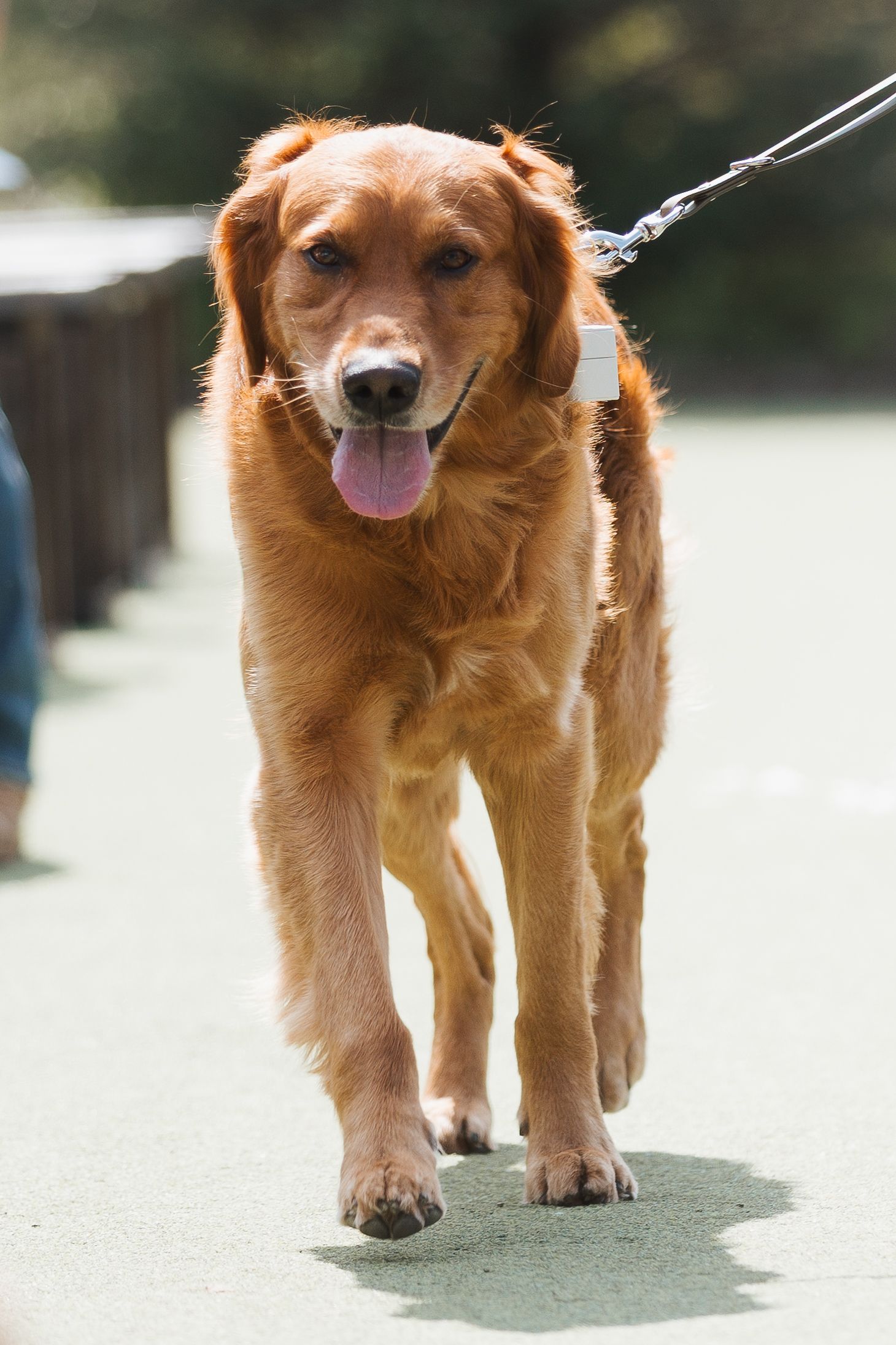 Golden Retriever dog walking on leash with tongue out on sunny day.