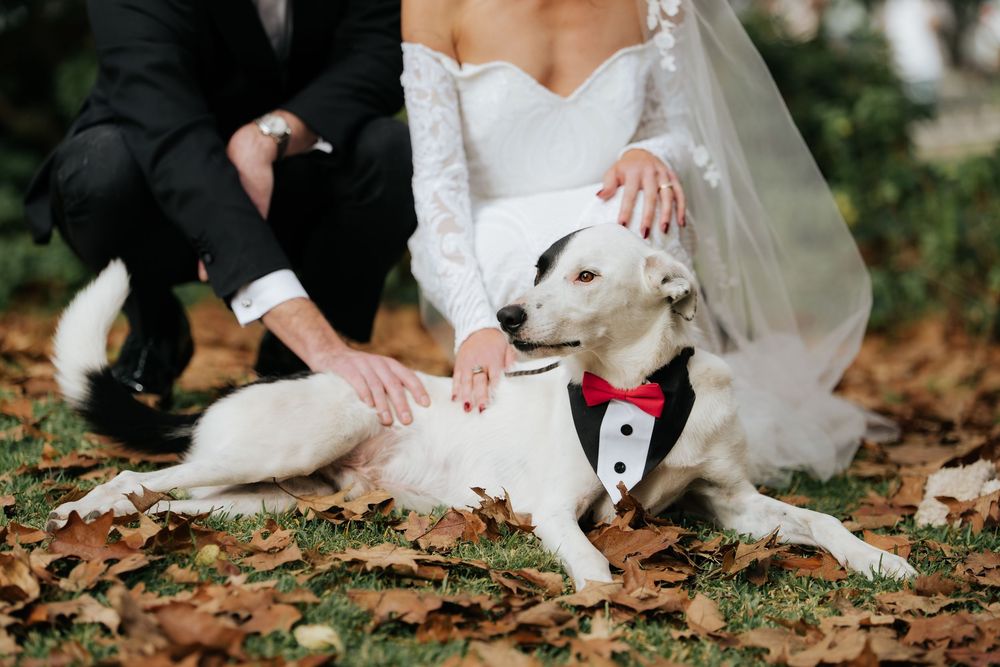 A dog in a tuxedo with red bow tie sits between a bride and groom on autumn leaves.