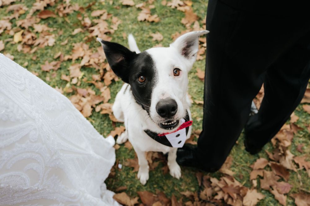 A happy black and white dog wearing a red bow tie sits beside a bride and groom among autumn leaves.