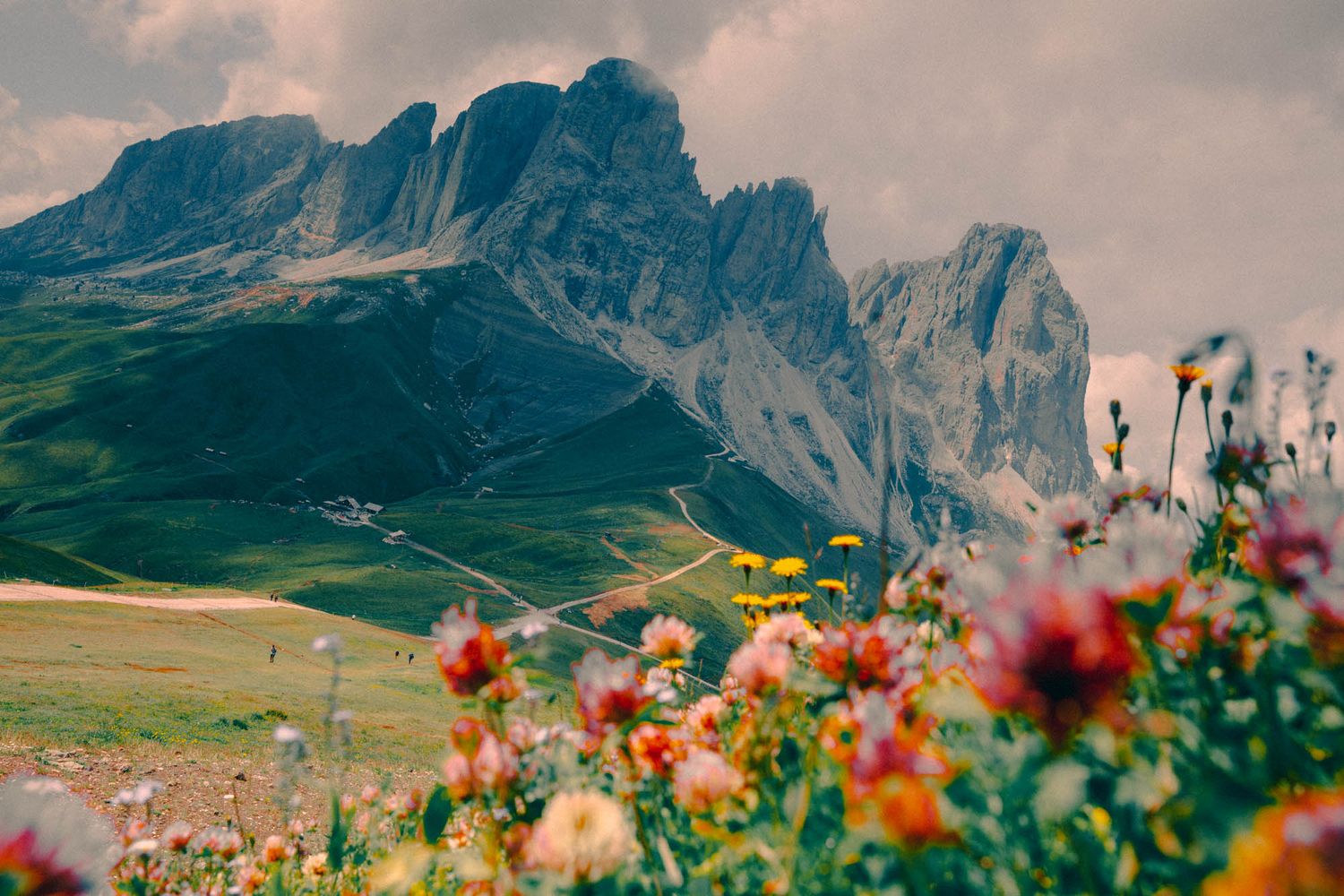 Colorful wildflowers bloom in foreground with dramatic rocky Dolomite mountains and green valleys under cloudy skies.