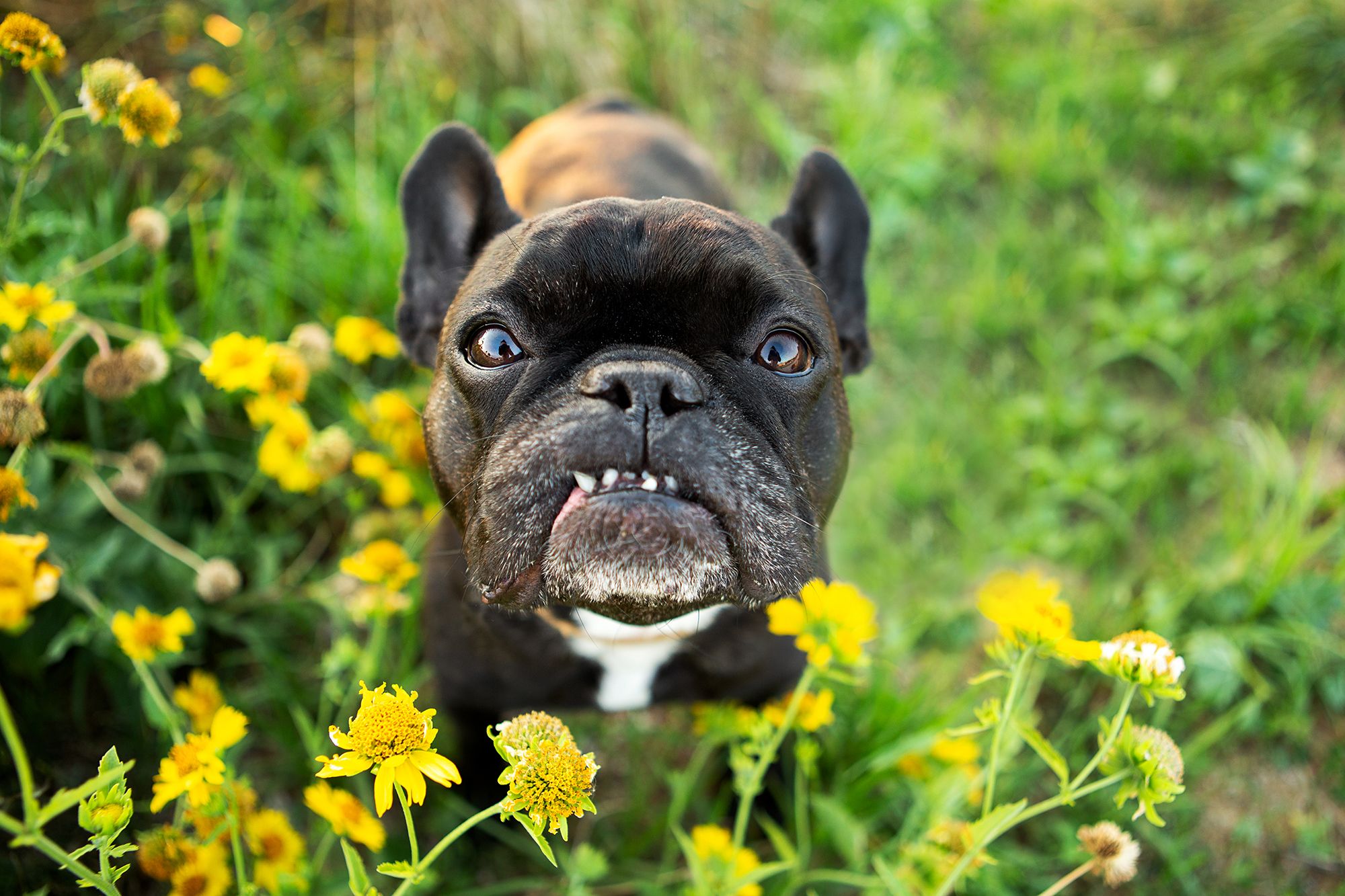 French Bulldog smiling amongst flowers in a Perth park