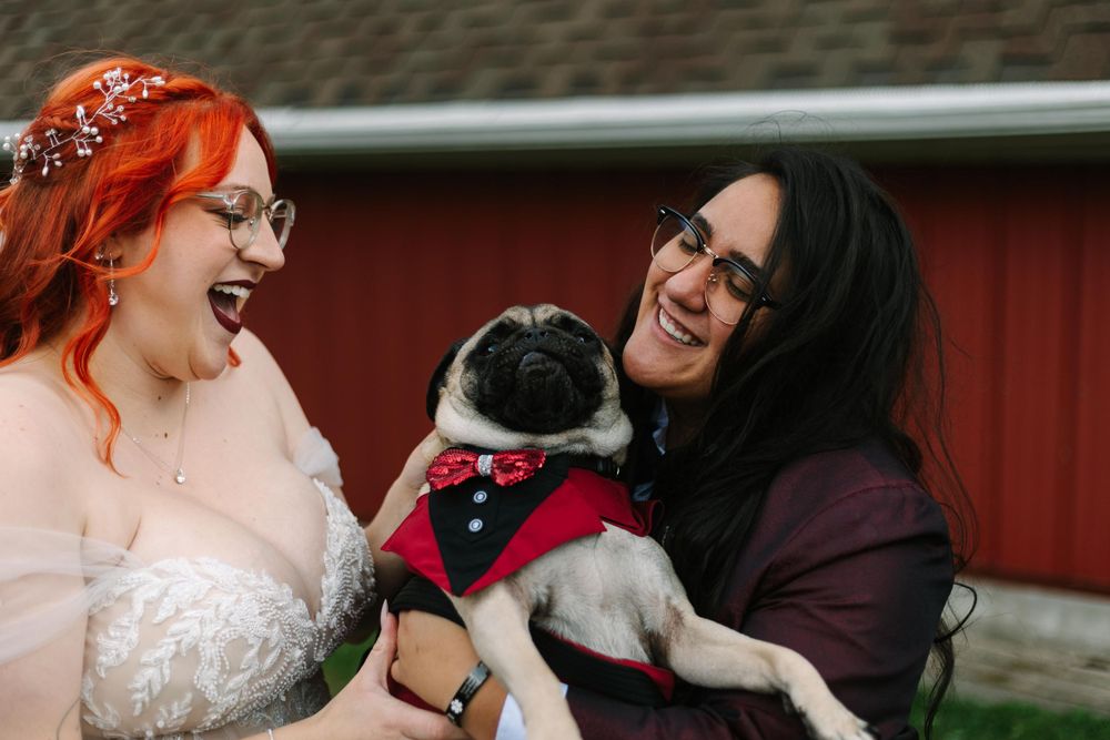 Two owners share joyful moment with their Boston Terrier in formal wedding attire.