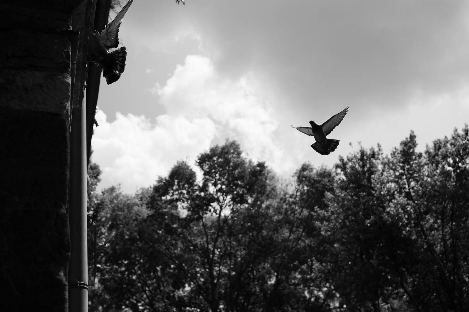 A bird silhouetted against a dramatic black and white sky with trees and clouds in the background.