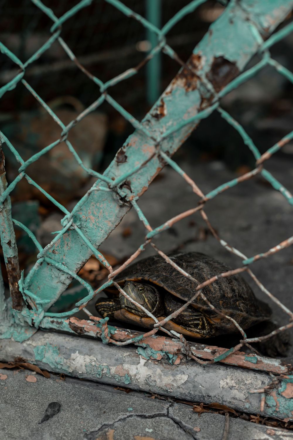 A rusted turquoise chain-link fence with peeling paint shows signs of weathering and decay against a dark background.