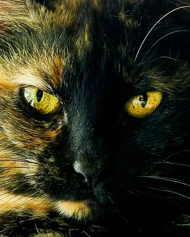 Close up of cat face and eyes, Belton, South Carolina.