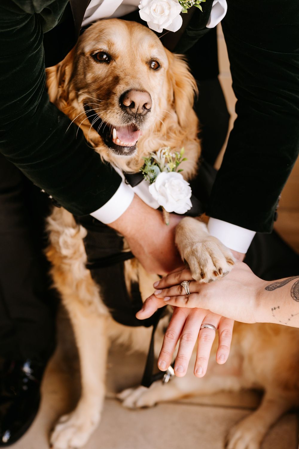 Golden retriever wearing floral boutonniere at wedding with couple showing rings and dog paw stacked on hands.