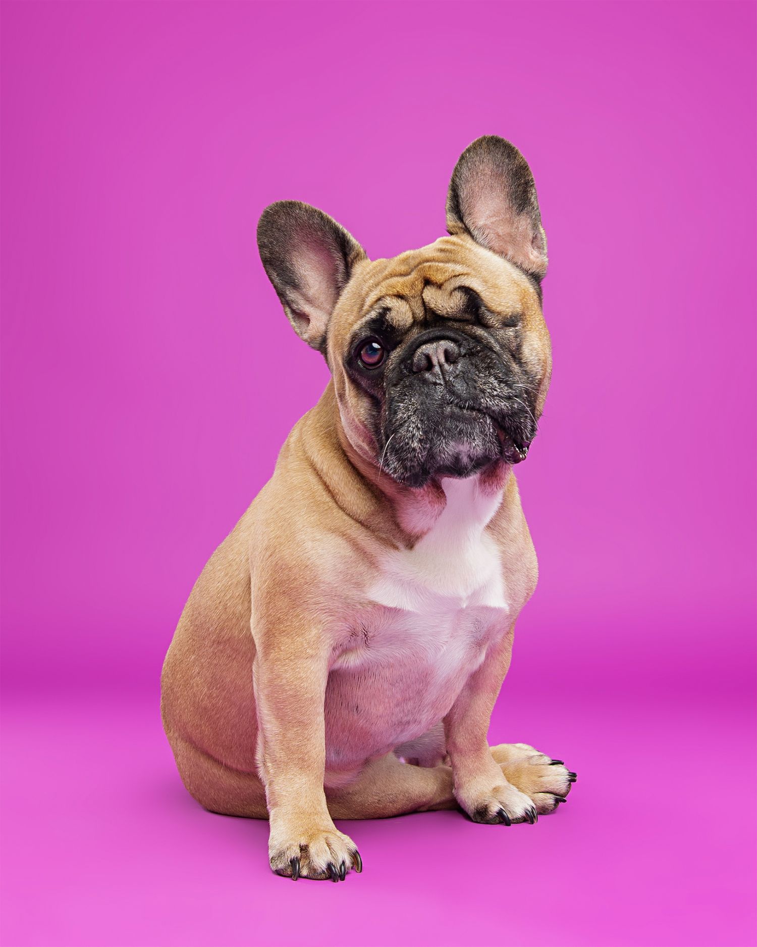 Fawn French Bulldog lying down and making funny faces against pink backdrop.