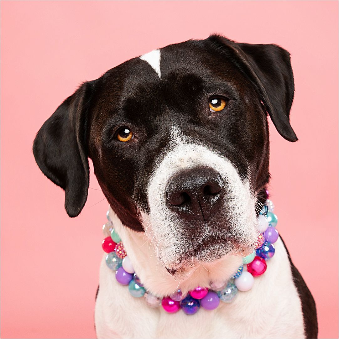 Black and white mixed breed dog wearing colorful beaded necklace against pink background.