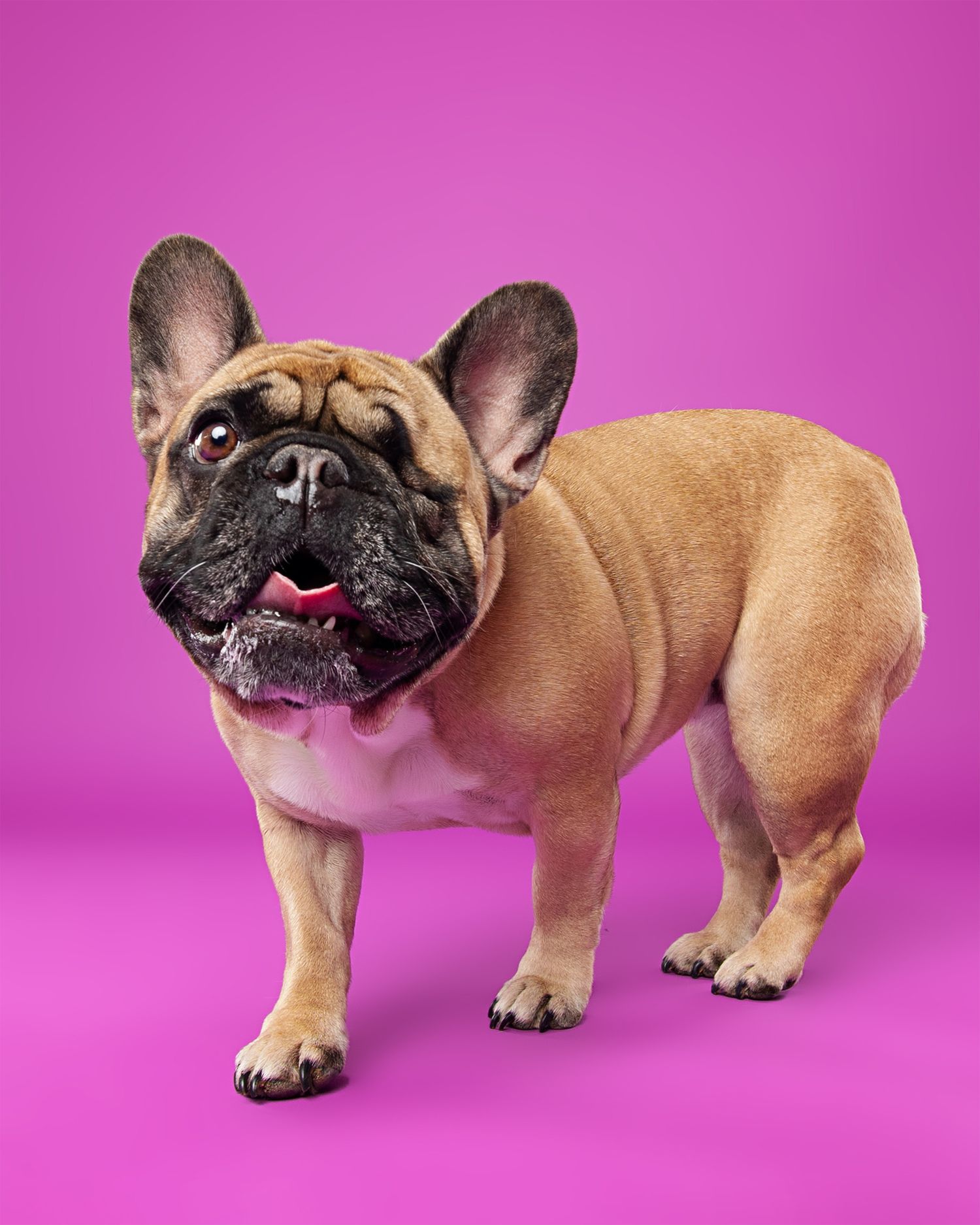 French Bulldog puppy poses playfully on vibrant pink background in multiple views.