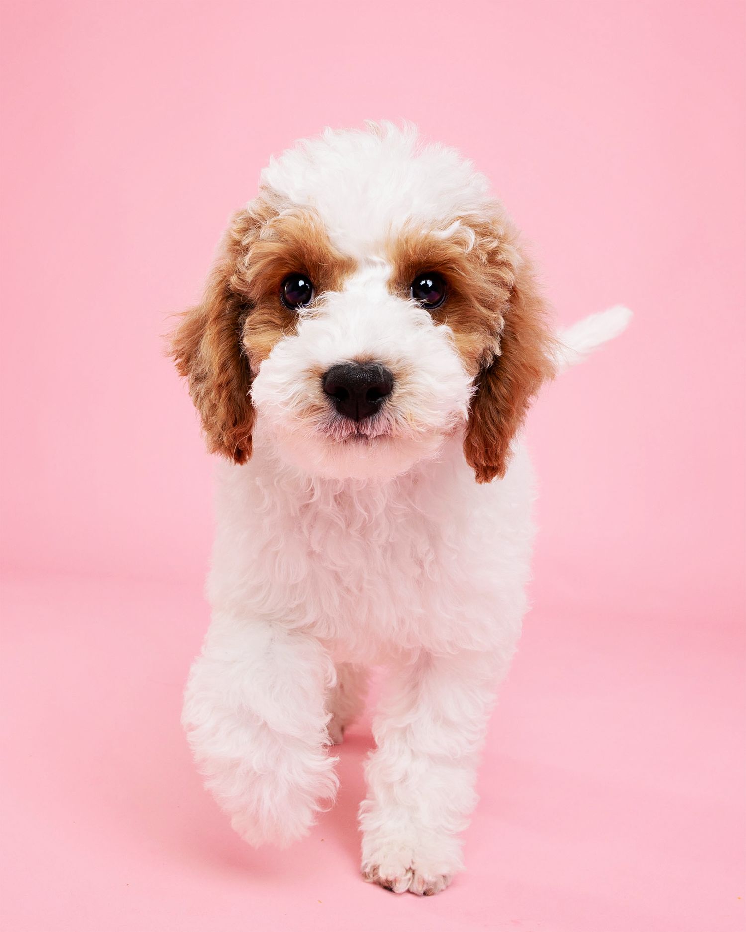 Cute brown and white puppy with curly fur against pink background.