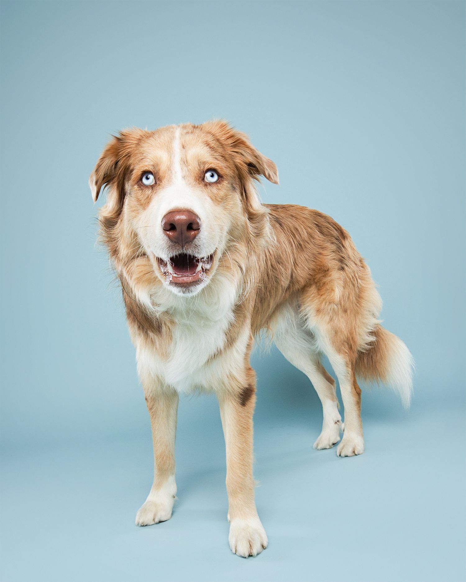 Australian Shepherd with red and white coat poses playfully on blue backdrop.