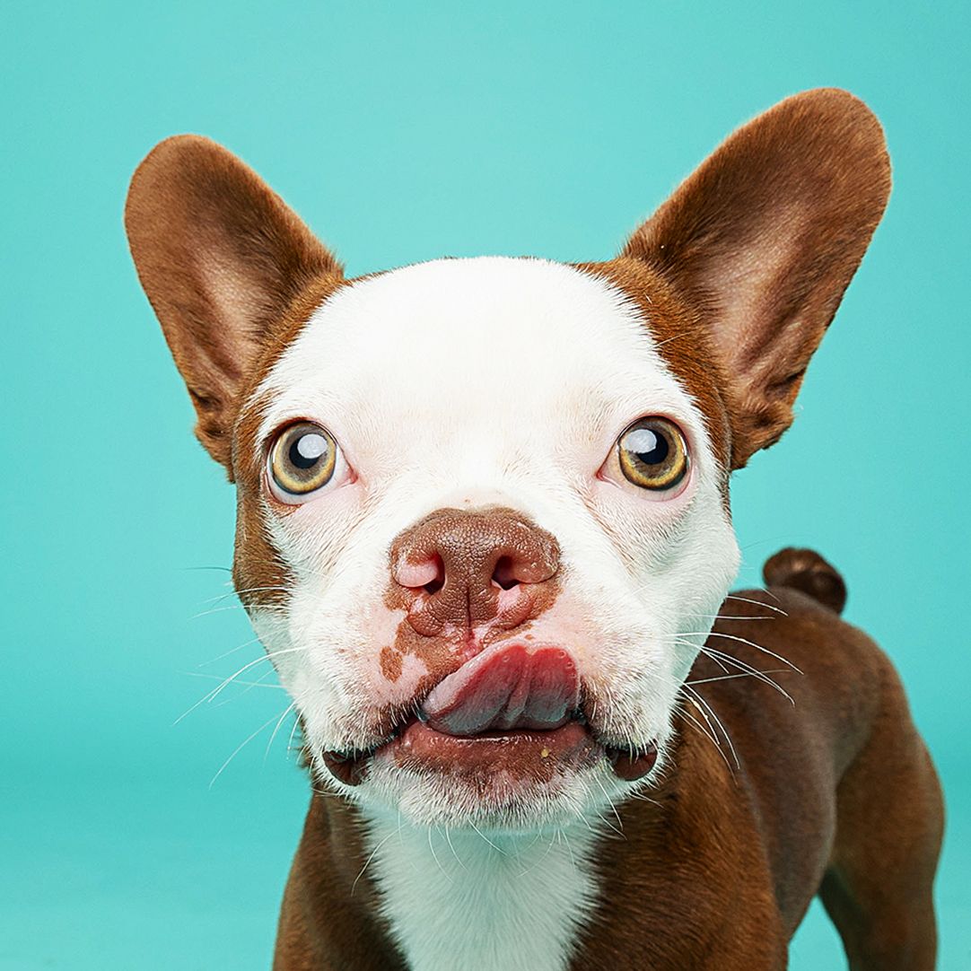 Brown and white Chihuahua with large eyes and expressive face against turquoise background.