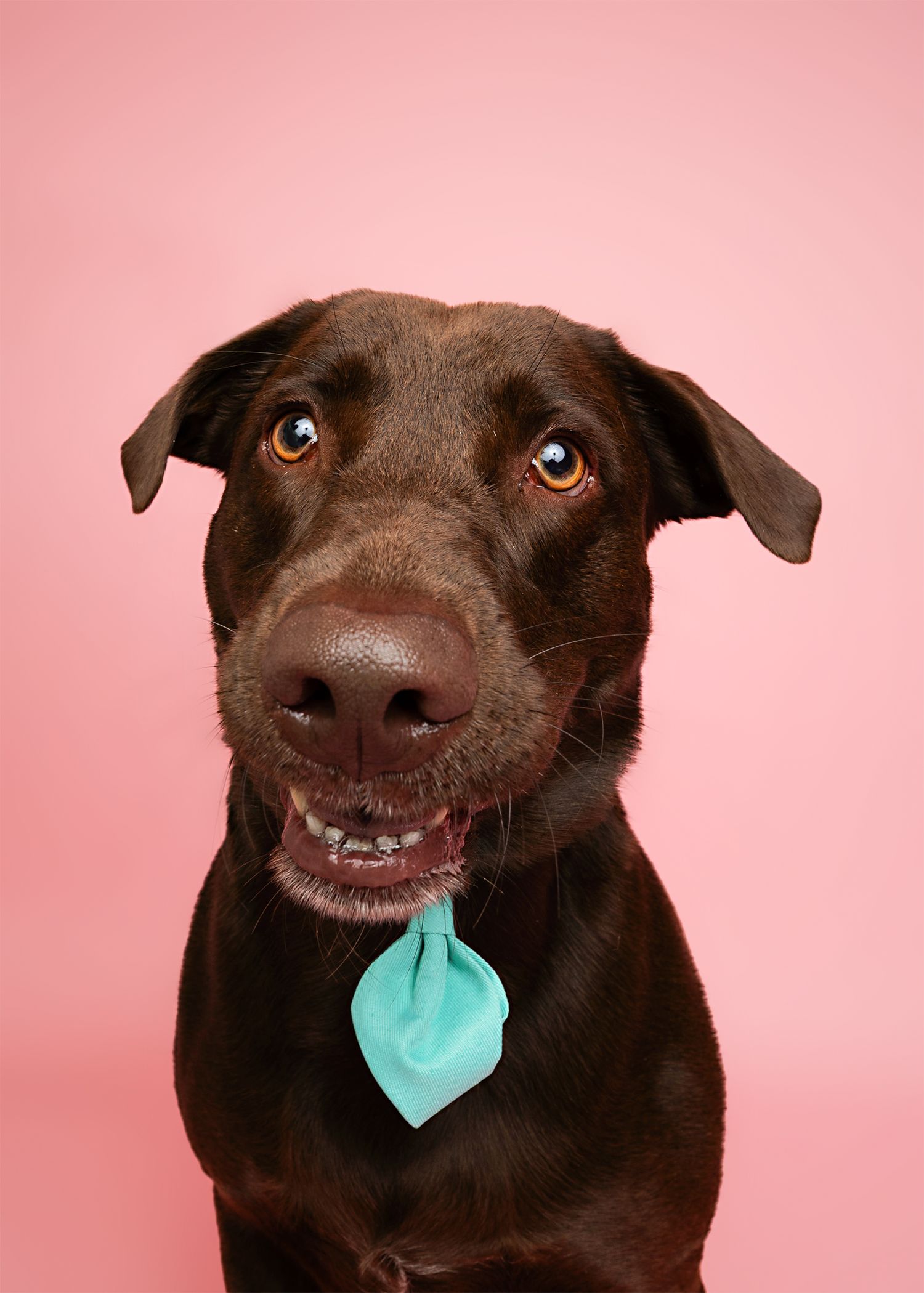 Chocolate lab dog making silly faces with a blue toy against pink background.