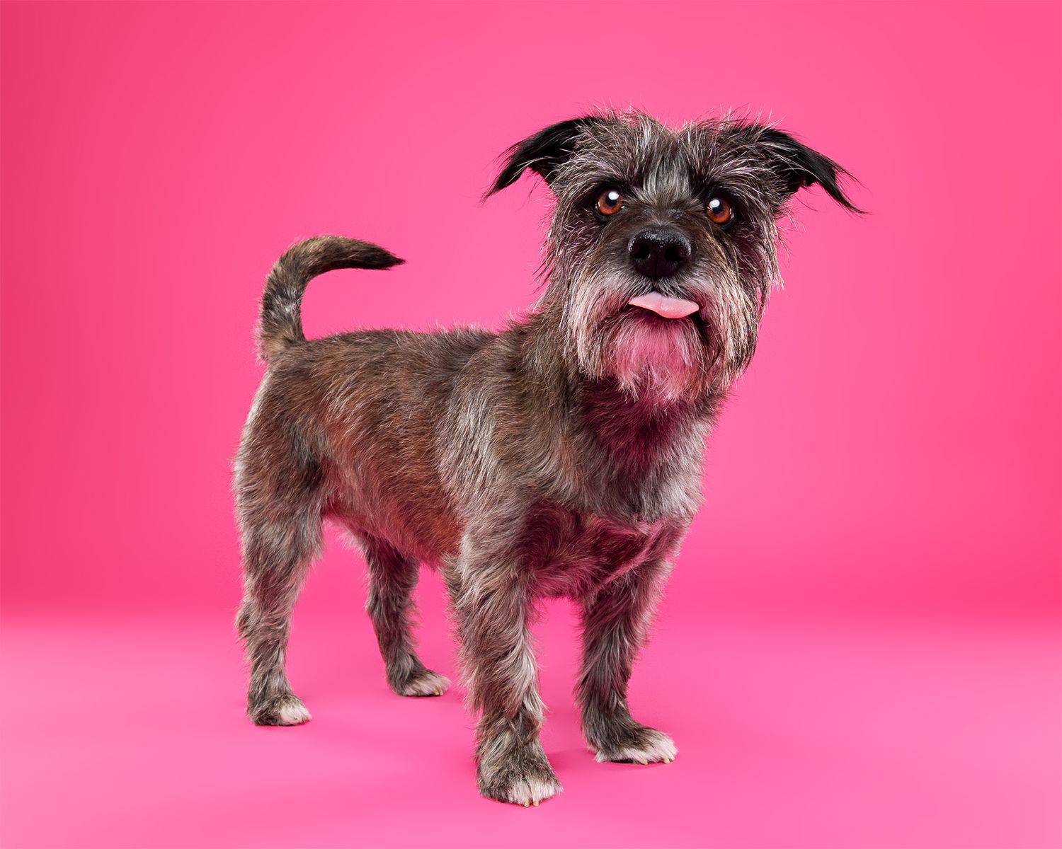 Scruffy terrier dog shown in various poses against bright red background.