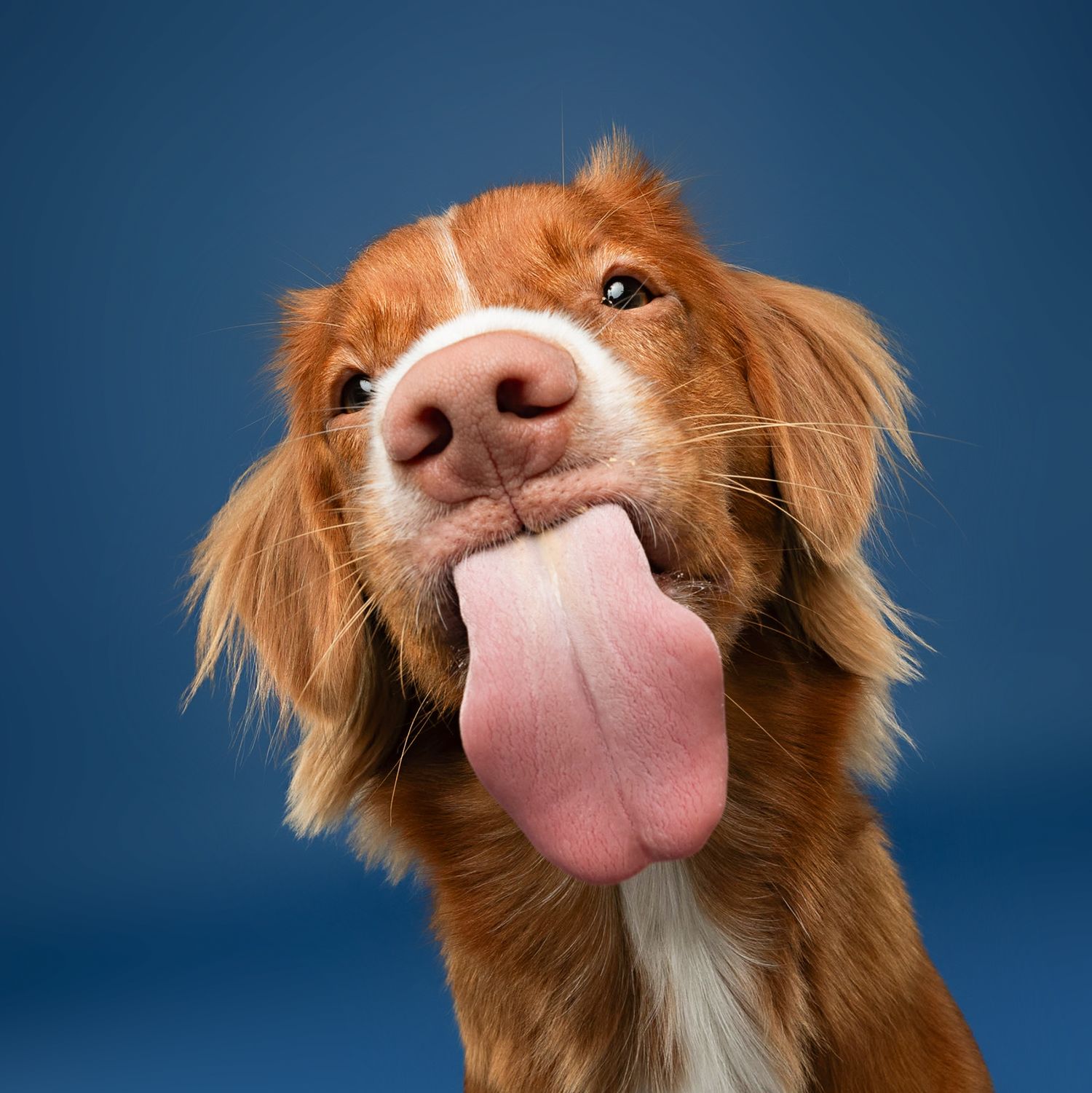 Red-furred dog showing various tongue-out expressions against dark blue background.