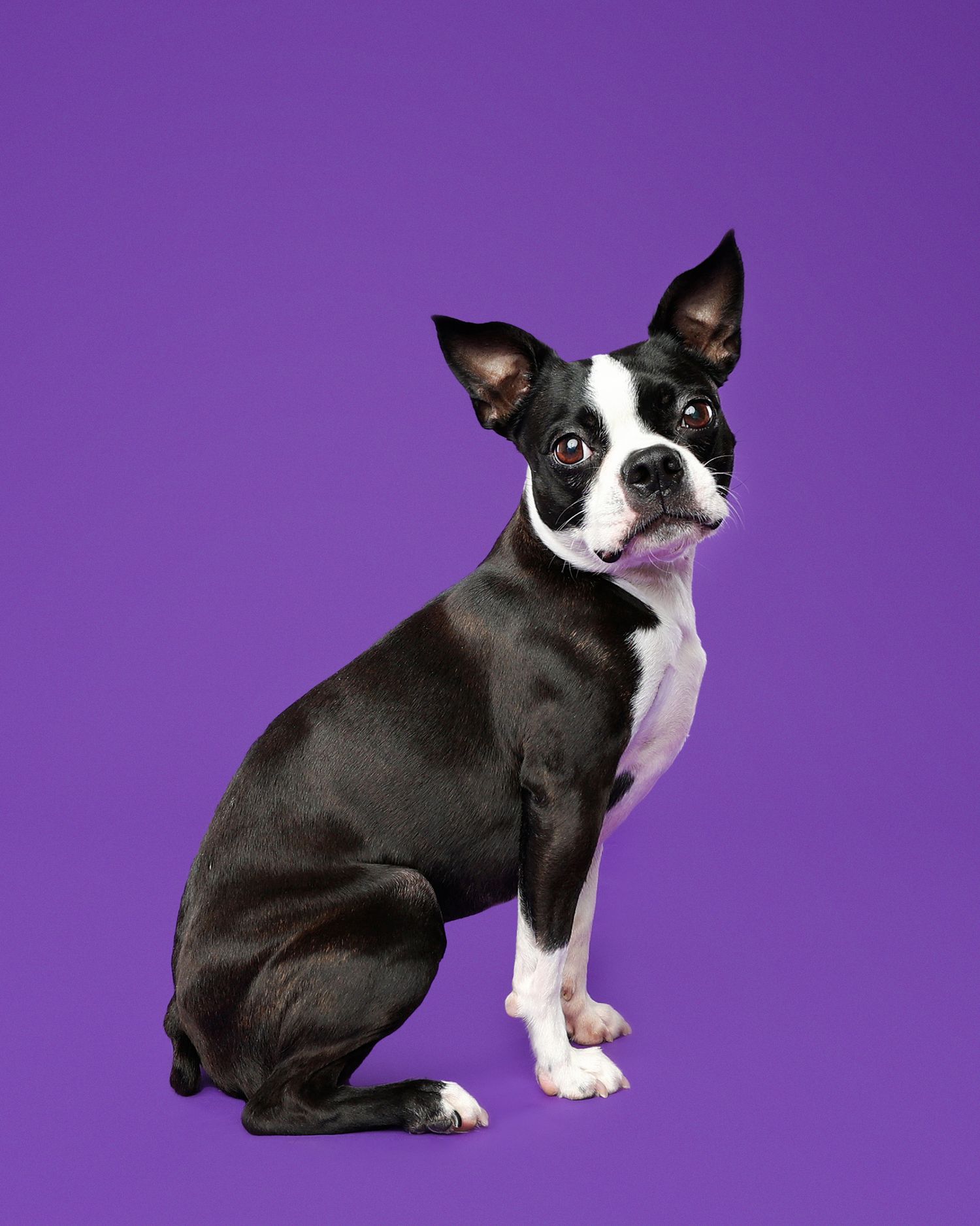 A Boston Terrier sits alertly against a purple background.
