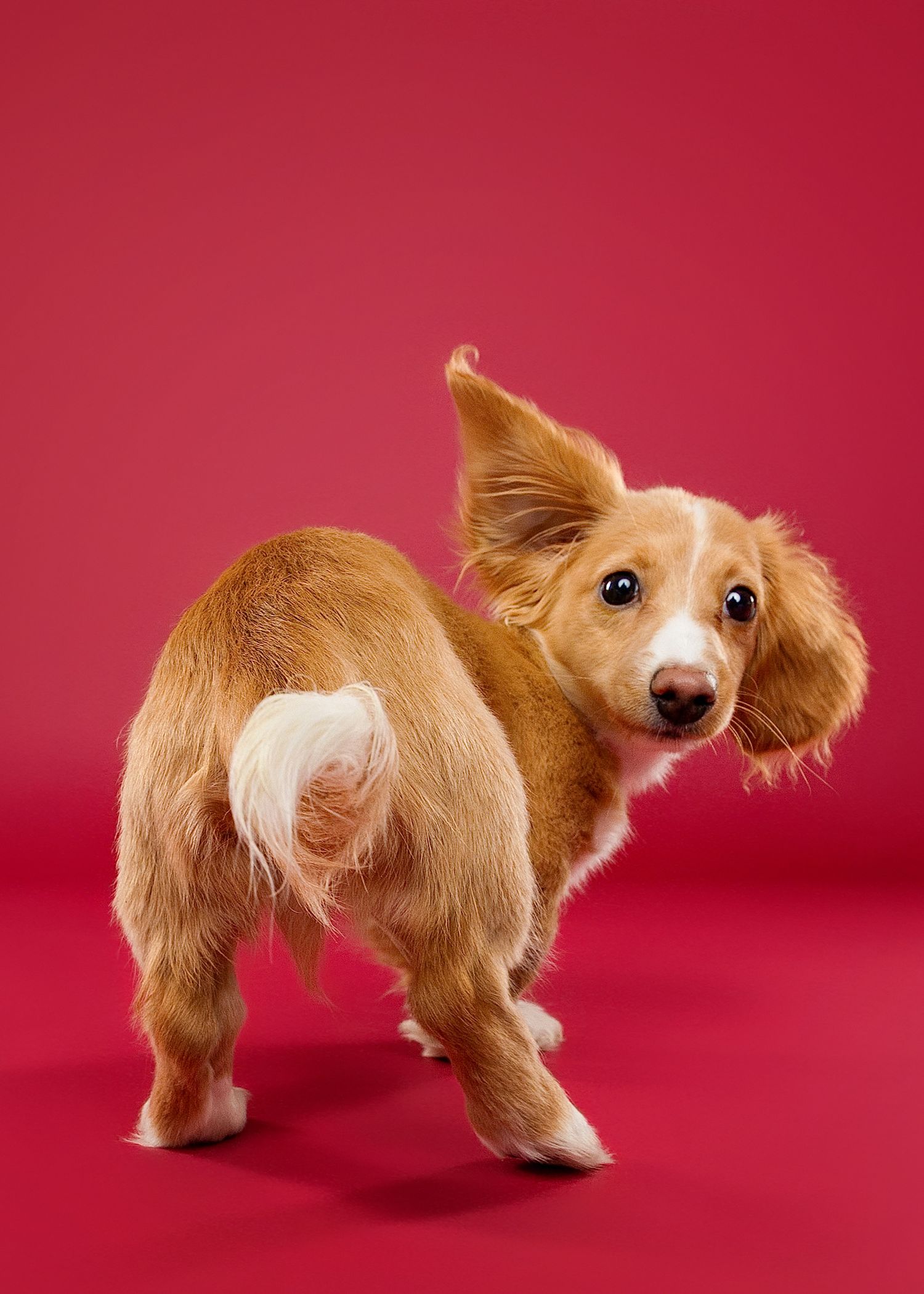 Small brown and white Cavalier King Charles Spaniel puppy playfully moving against a bright red background.