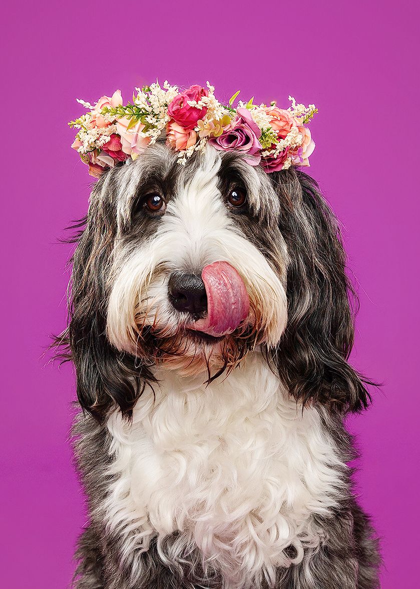 Black and white shaggy dog wearing a delicate flower crown poses against a vibrant purple background.