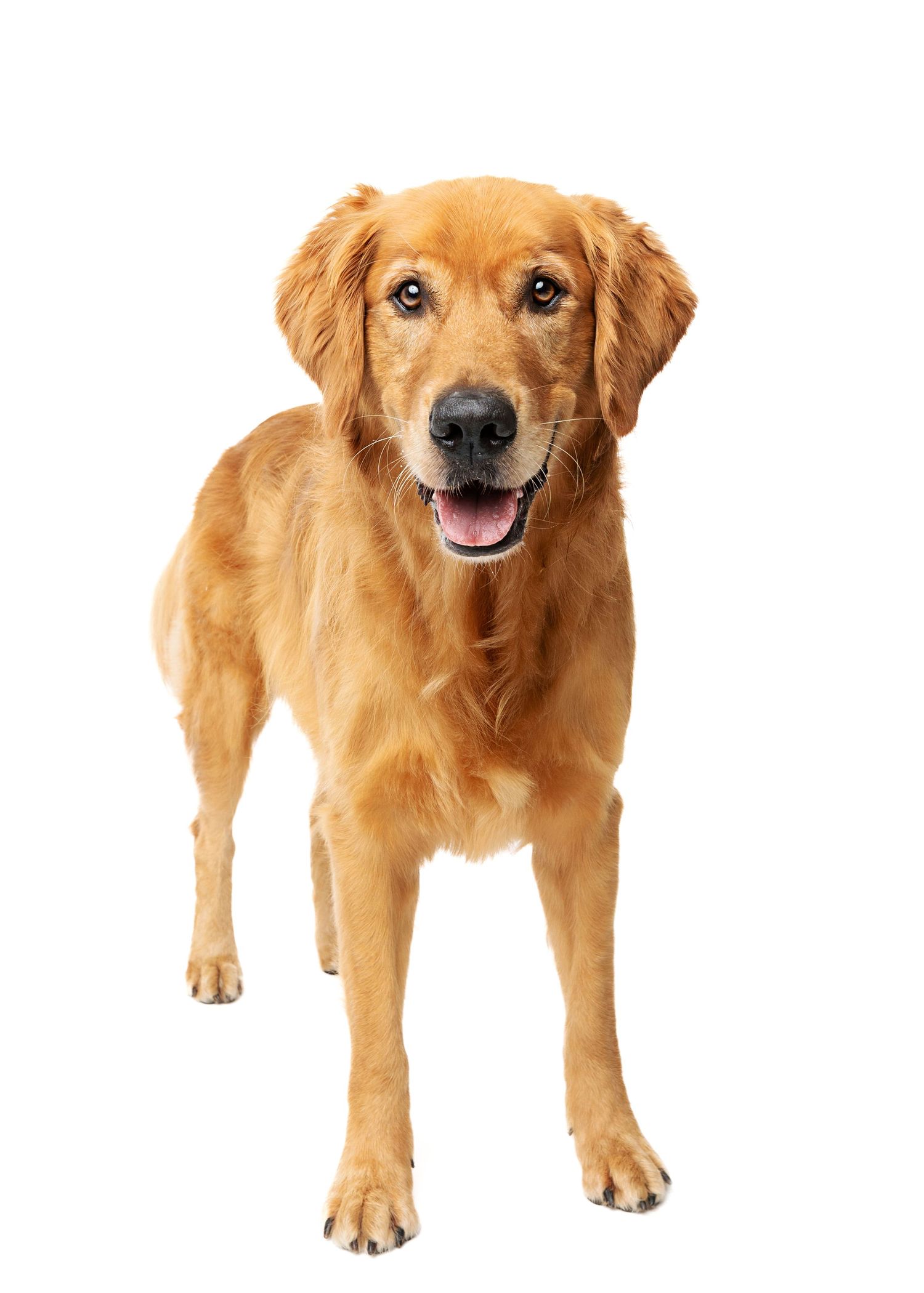 A golden retriever dog shown from five different angles standing against a white background.