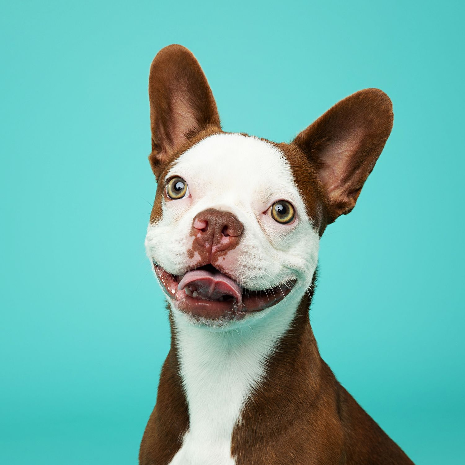 Progressive close-up shots of a brown and white chihuahua mix making silly faces on turquoise background.