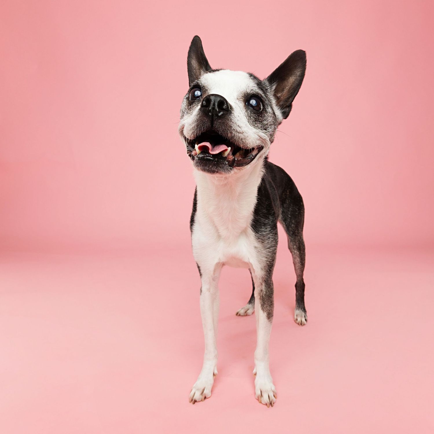Series of portrait shots featuring a Boston Terrier dog against a pink studio background.