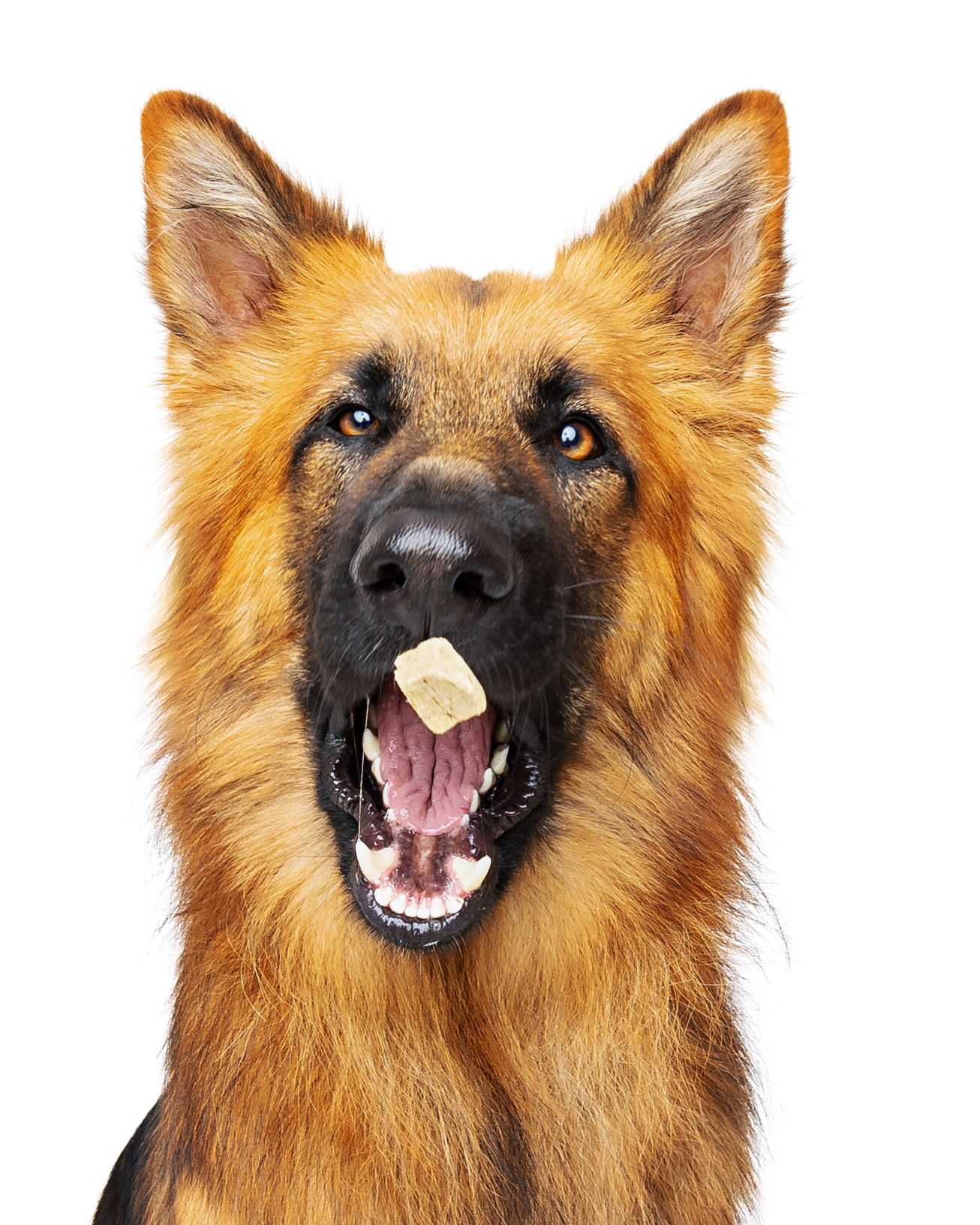 German Shepherd catching treats with different animated expressions on white background.