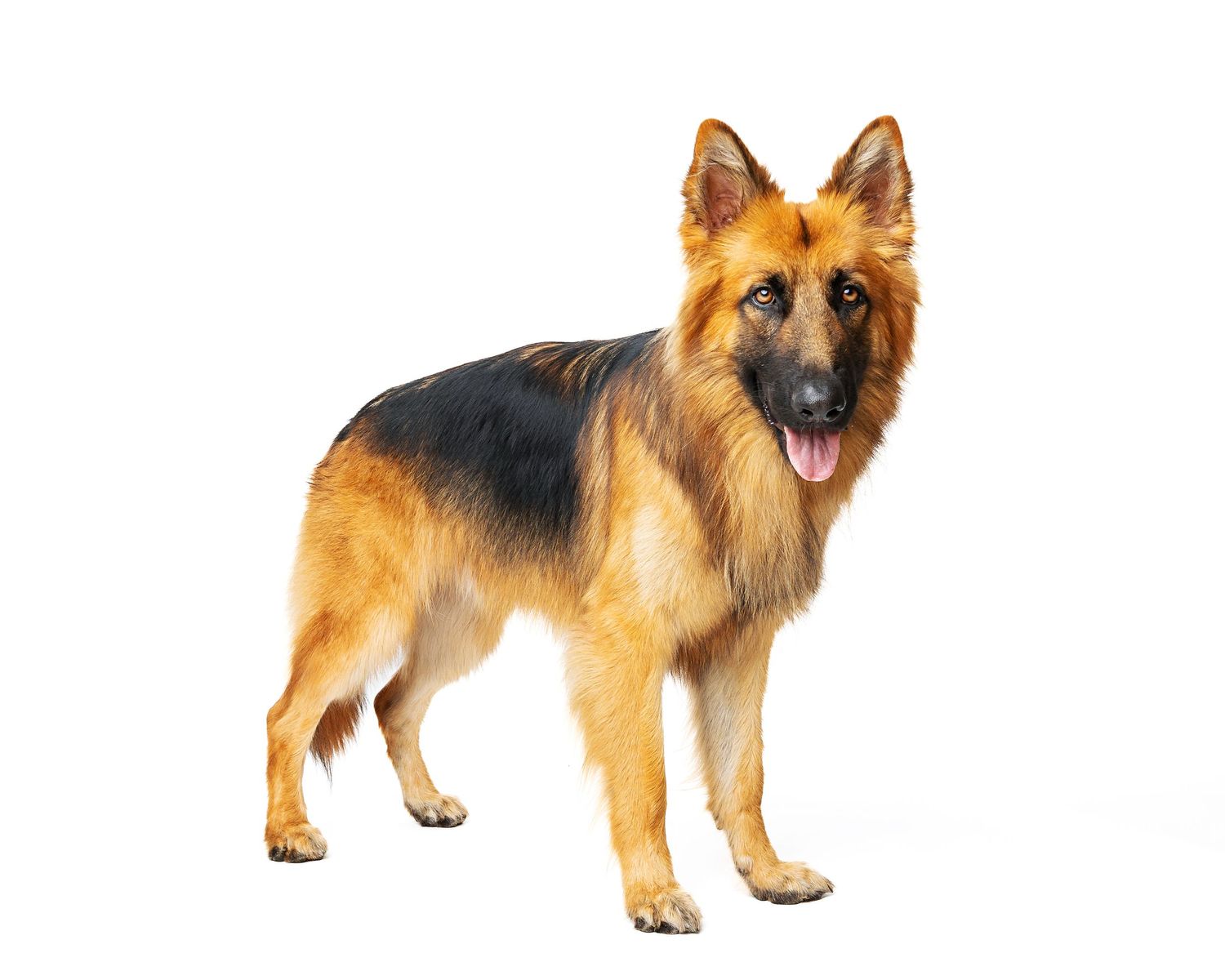 German Shepherd dog shown in different standing poses against white background.