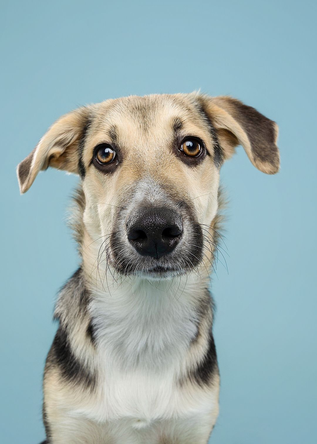 Multiple headshots of a tan and white mixed breed dog with pointy ears against a light blue background.