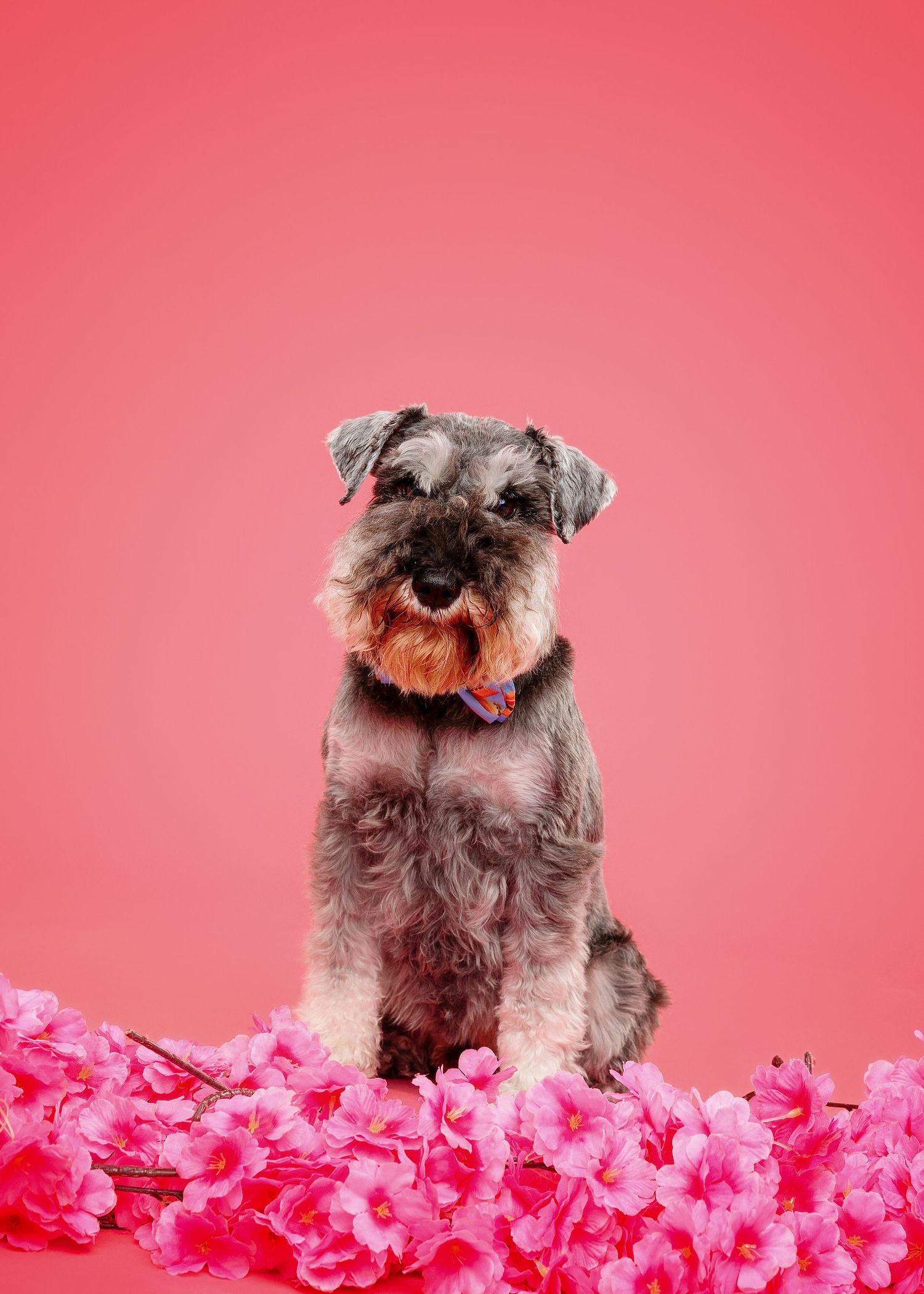 Miniature schnauzer dog sitting in pink flower petals against a vibrant coral background.
