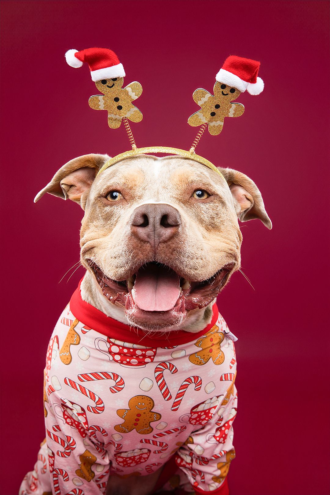 Smiling pit bull dog wearing pink Christmas pajamas with candy canes and a Santa hat with reindeer antlers against red backdrop.