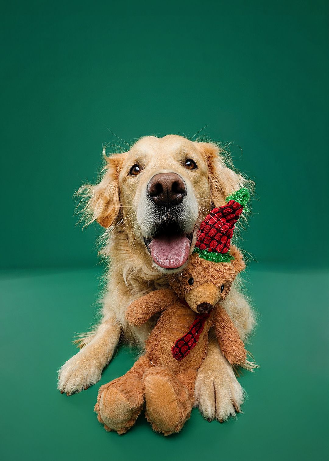 Golden retriever plays with stuffed teddy bear toy against green background in progressive action shots.