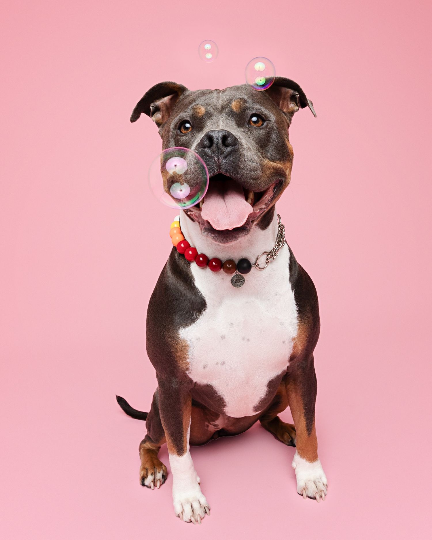 Happy pit bull with beaded collar watches bubbles float by on pink backdrop.