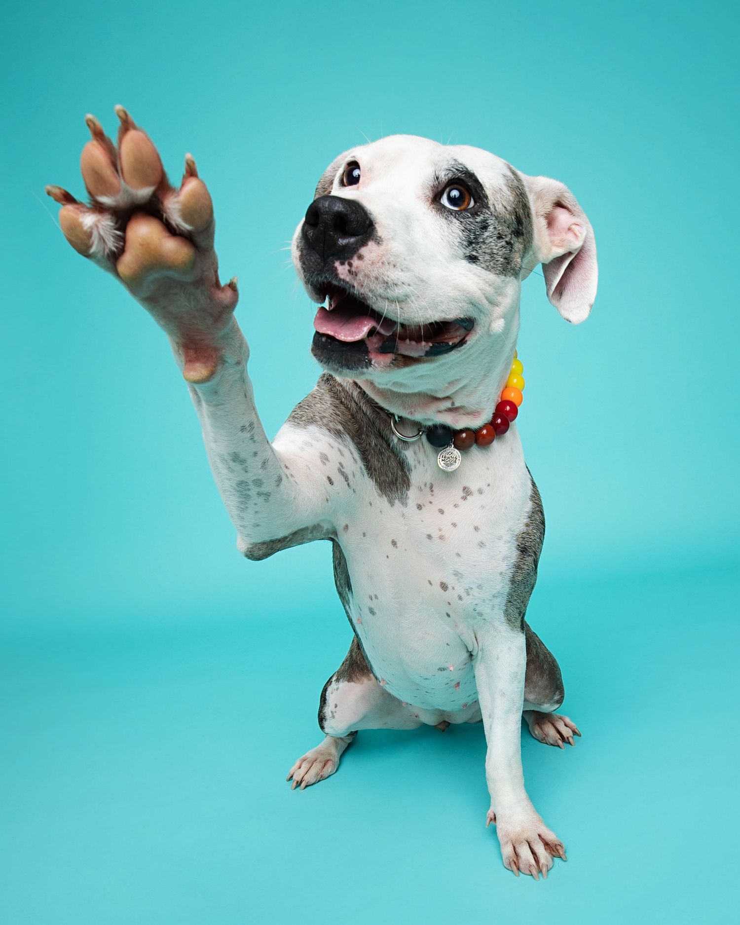 White and brown spotted dog raises paw playfully against turquoise background.