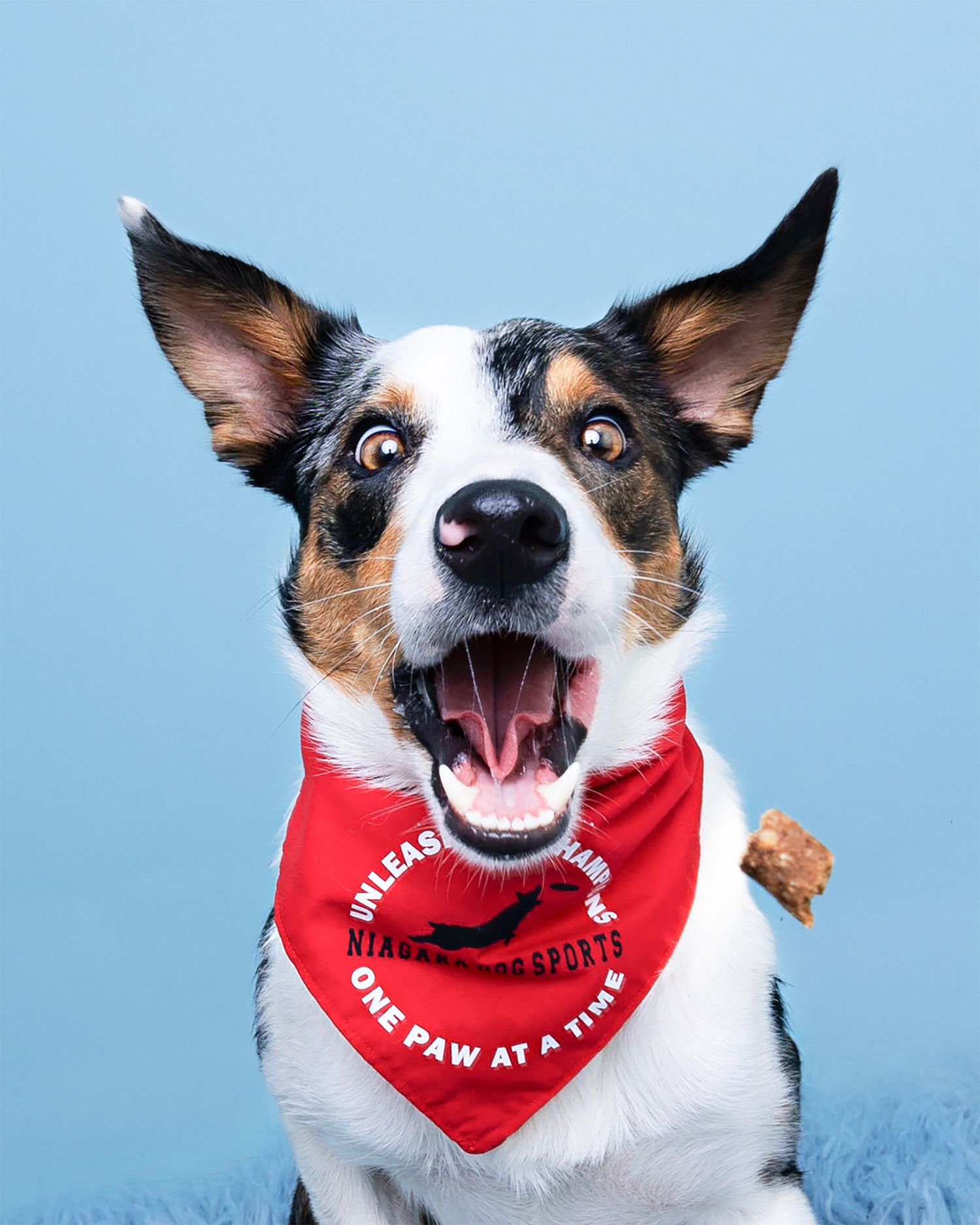 Energetic dog wearing red bandana against blue background.