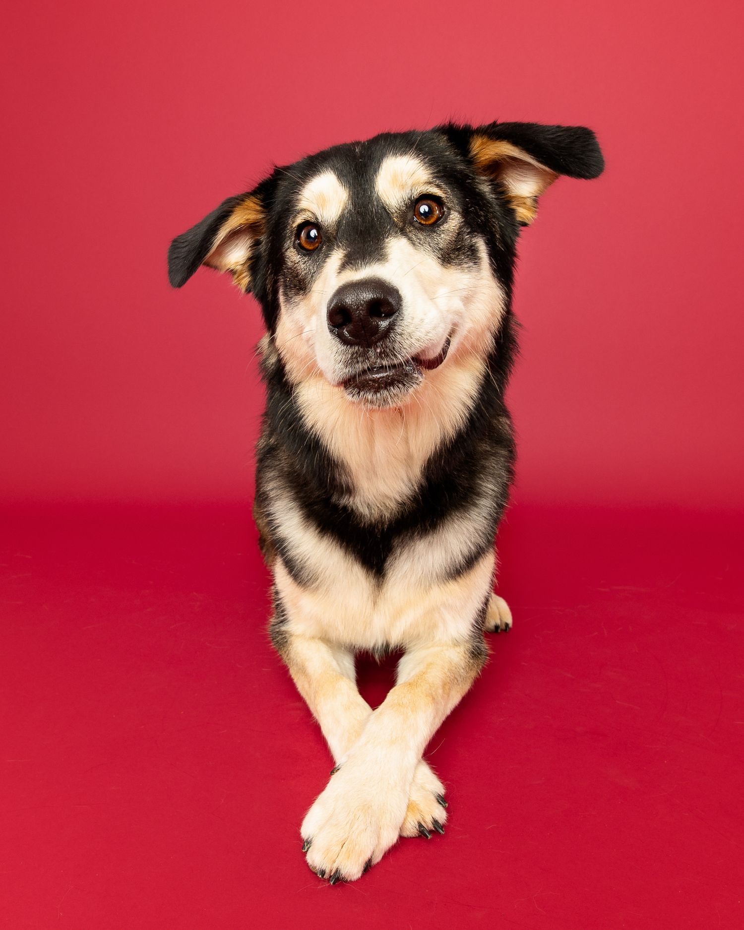 Portrait sequence of a black and white dog making playful expressions against a red background.